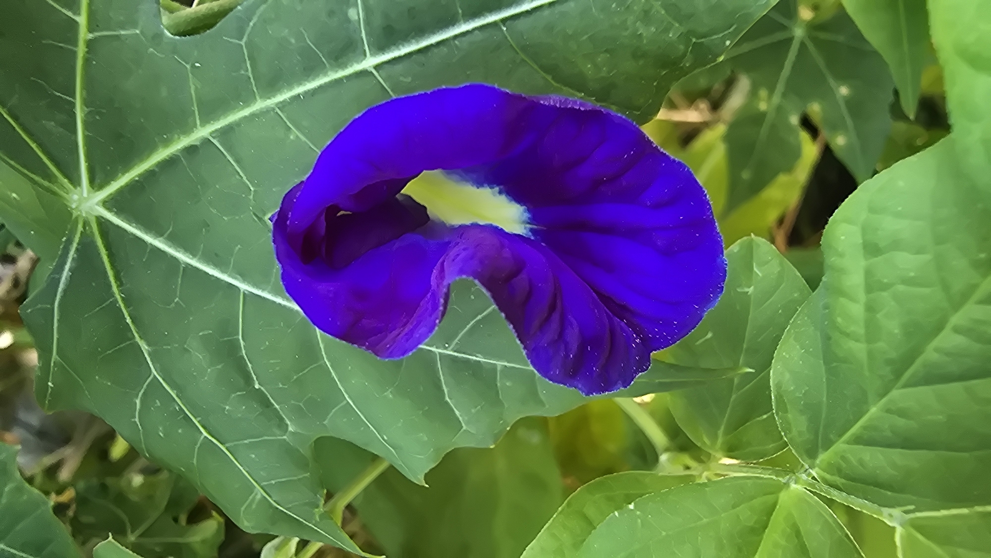 A close-up shot shows a vibrant blue butterfly pea flower (Clitoria ternatea) with a yellow center surrounded by green foliage. The leaves in the background exhibit a distinctive lobed shape and prominent veins. The setting is outdoors, presumably in Banjarangkan, Indonesia.