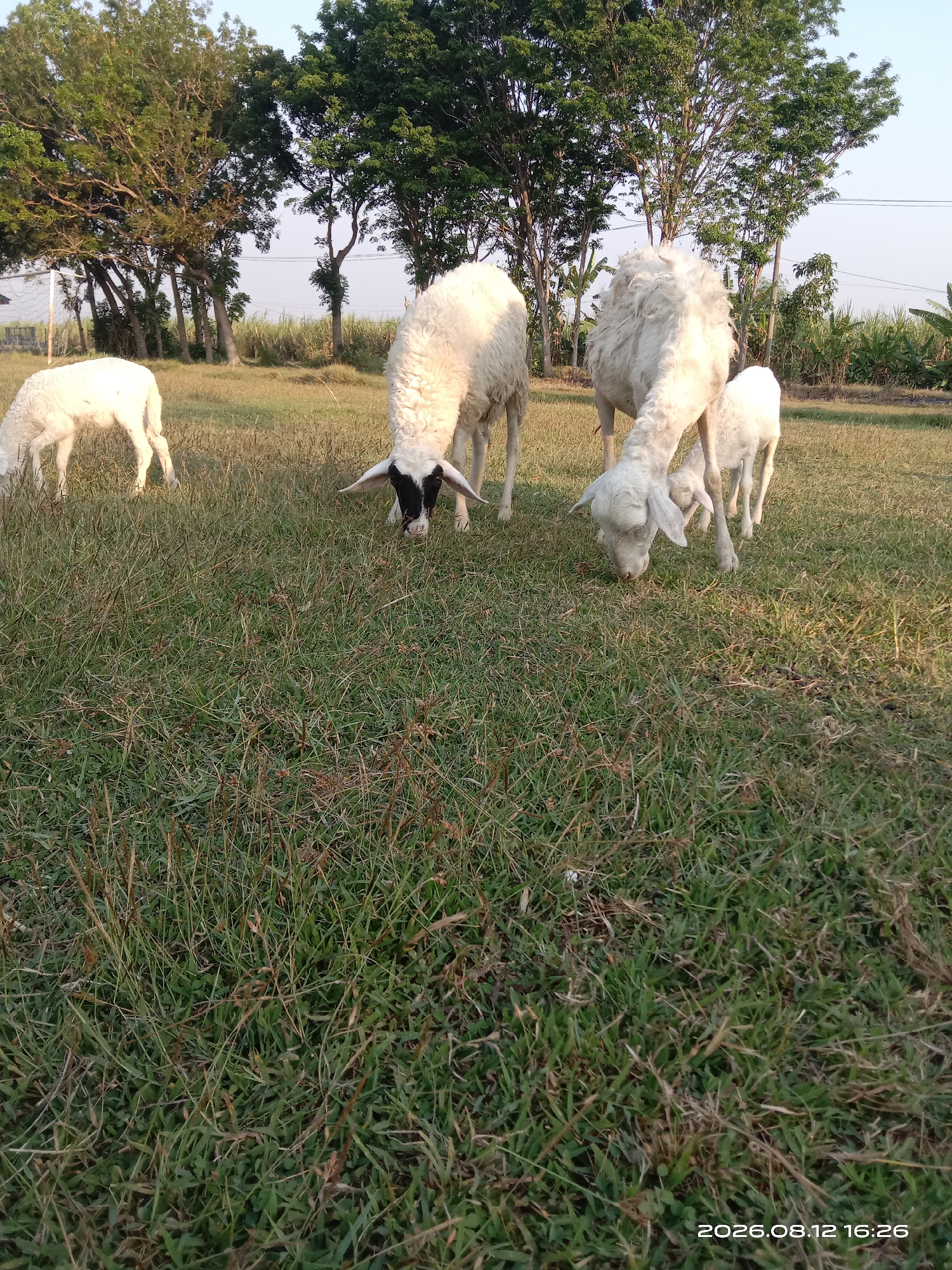A flock of white sheep, including two adults and two lambs, graze in a grassy field. The adult sheep are large with fluffy wool, and one has black markings on its face. The lambs are smaller and appear to be actively eating. They are in a natural, outdoor environment with tall green trees and some dry grass in the background. The sky is clear and bright. The scene appears to be a rural setting, possibly a farm or pasture. The timestamp "2026.08.12 16:26" is visible in the bottom right corner of the image.