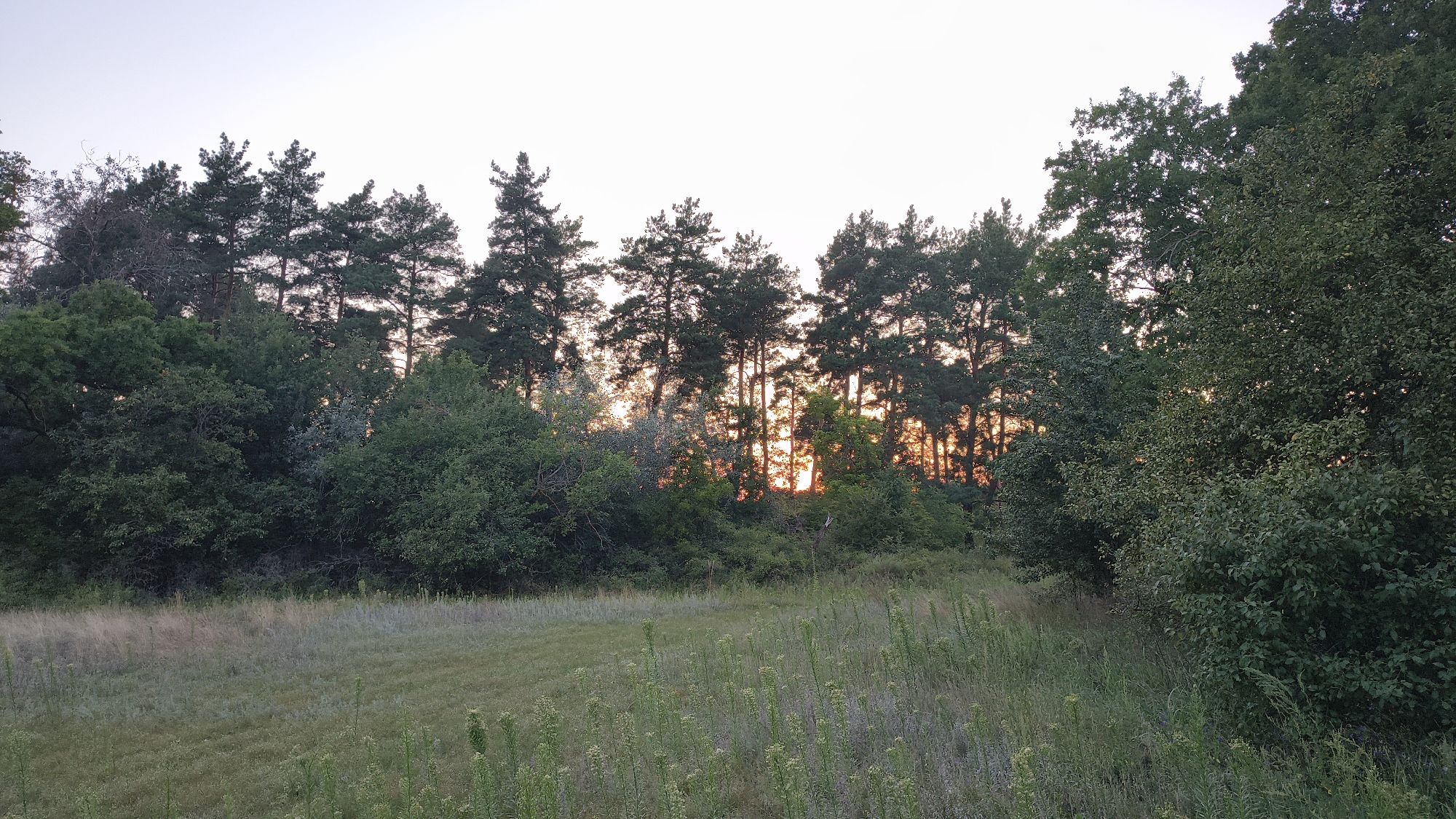 The image shows a natural landscape at dusk, likely on the outskirts of Mikhaylovka, Russia. A dense line of evergreen trees, primarily pines, forms a backdrop against a pale sky. The setting sun filters through the trees, casting a warm, orange glow and creating silhouetted branches. In the foreground, a grassy field stretches out, with various types of vegetation, some of which appear to be tall grasses and flowering plants. The overall scene depicts a tranquil, natural environment. There are no people or man-made structures visible.