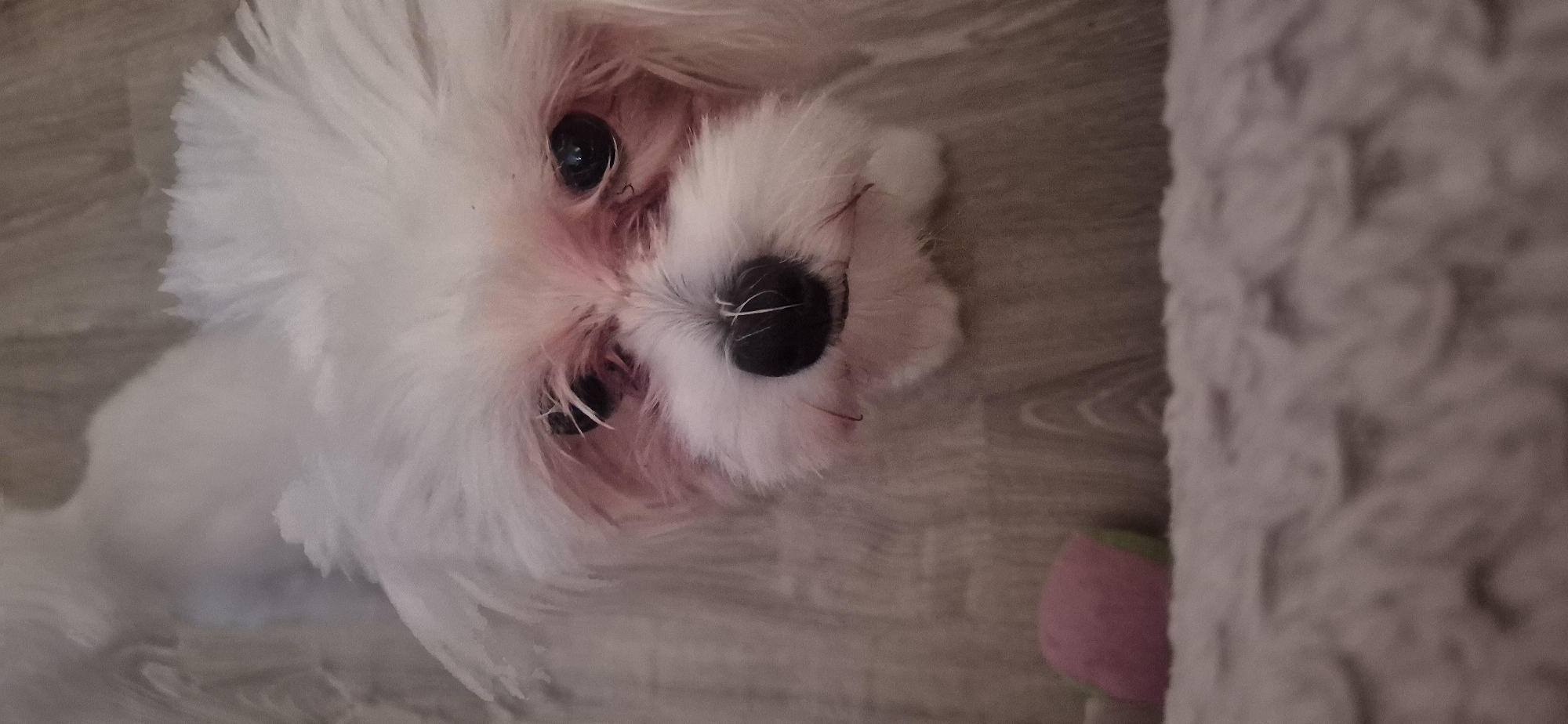 A close-up vertical, eye-level shot focuses on the face of a white Maltese dog. The dog's fur is fluffy and covers its face, with some pinkish discoloration around its eyes. Its dark, round eyes are looking directly at the camera. A black nose with a few white whiskers is centered below the eyes. The dog is positioned on a light-colored, textured surface that appears to be a carpet or blanket. In the lower left corner of the frame, a small pink and green dog toy is visible. The background consists of a light-colored wooden floor. The image was taken in Mikhaylovsk, Russia.