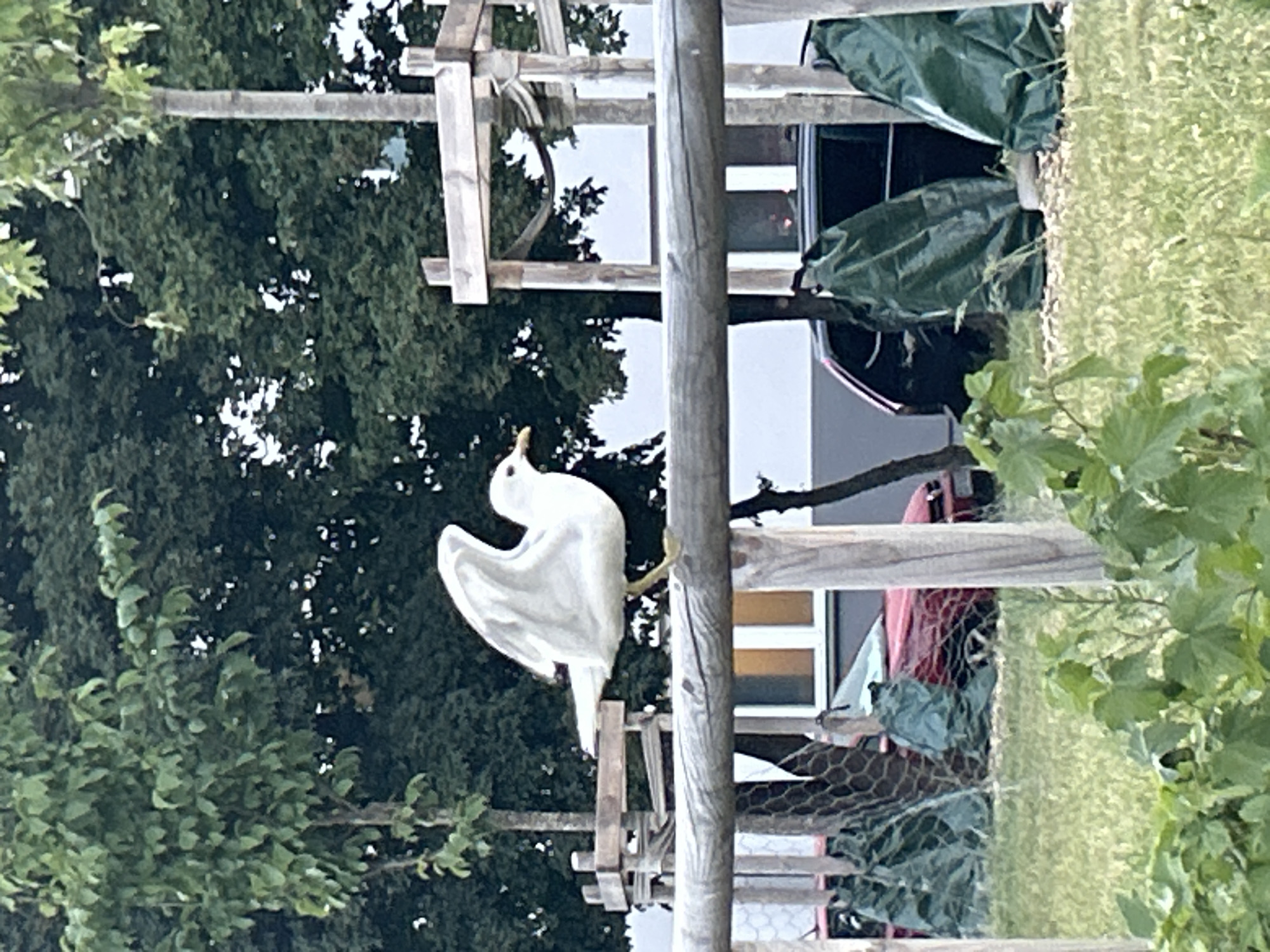 A white seagull is perched on a wooden fence in a park area in Helsingborg, Sweden. The seagull is facing to the right, with its wings partially spread. In the background, there are trees, a red car covered in green tarp, and a black car. The area appears to be a public space with manicured vegetation.