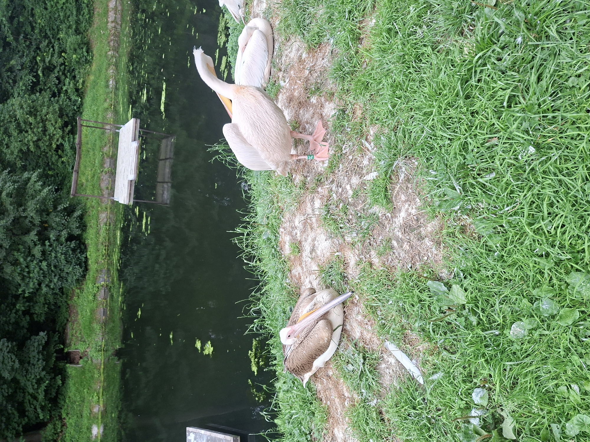 In Kaunas, Lithuania, a group of pelicans are resting near a pond. The image captures three pelicans, one standing and two resting on the grassy bank. The standing pelican is facing right, with its neck arched and its beak open. It wears a green band on its leg. Another pelican is lying down to its left, facing away from the camera, while a third pelican is visible in the background, also resting. The pond behind them is dark and reflects the surrounding greenery and a wooden platform that extends over the water. The bank is covered in grass and dry patches of earth. The overall scene depicts a serene moment in a natural or semi-natural environment.