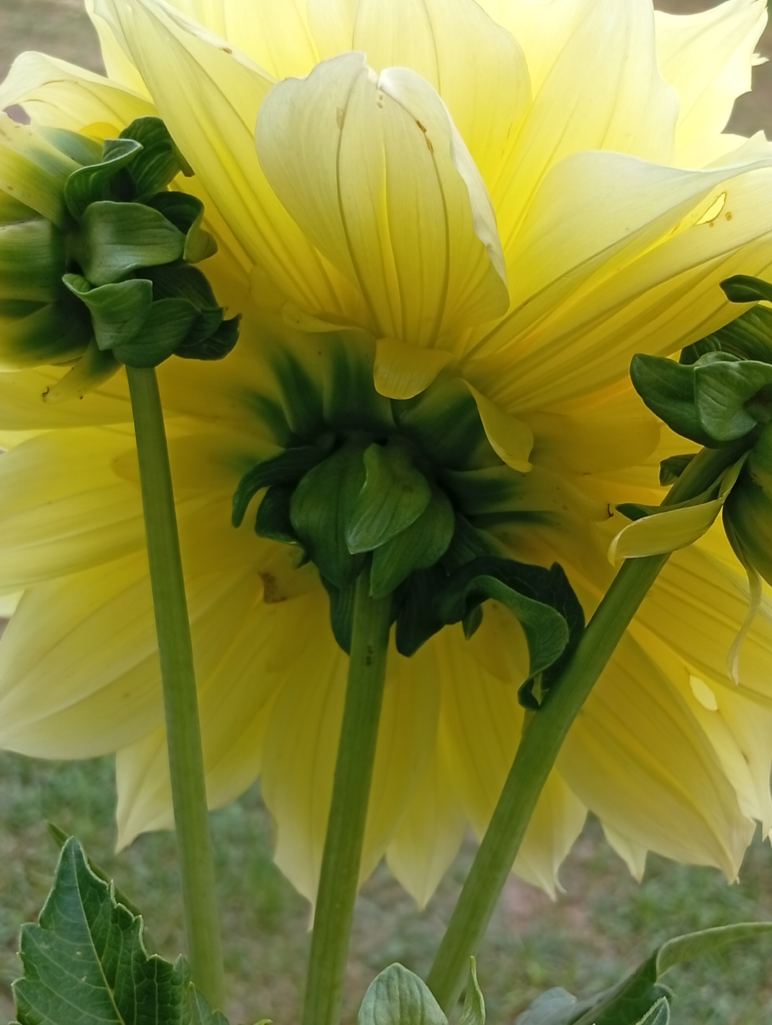 The image is a close-up, low-angle shot of the underside of a large, yellow dahlia flower. Three green stems are visible, supporting the flower head. The flower's petals are pale yellow and translucent, with visible veins. The sepals at the base of the flower are tightly furled and a deep green color, with some curled, leaf-like structures. The background is softly blurred, showing hints of green grass and possibly other foliage. The lighting suggests it is daytime, with light filtering through the petals. The composition is dominated by the organic shapes and textures of the flower.