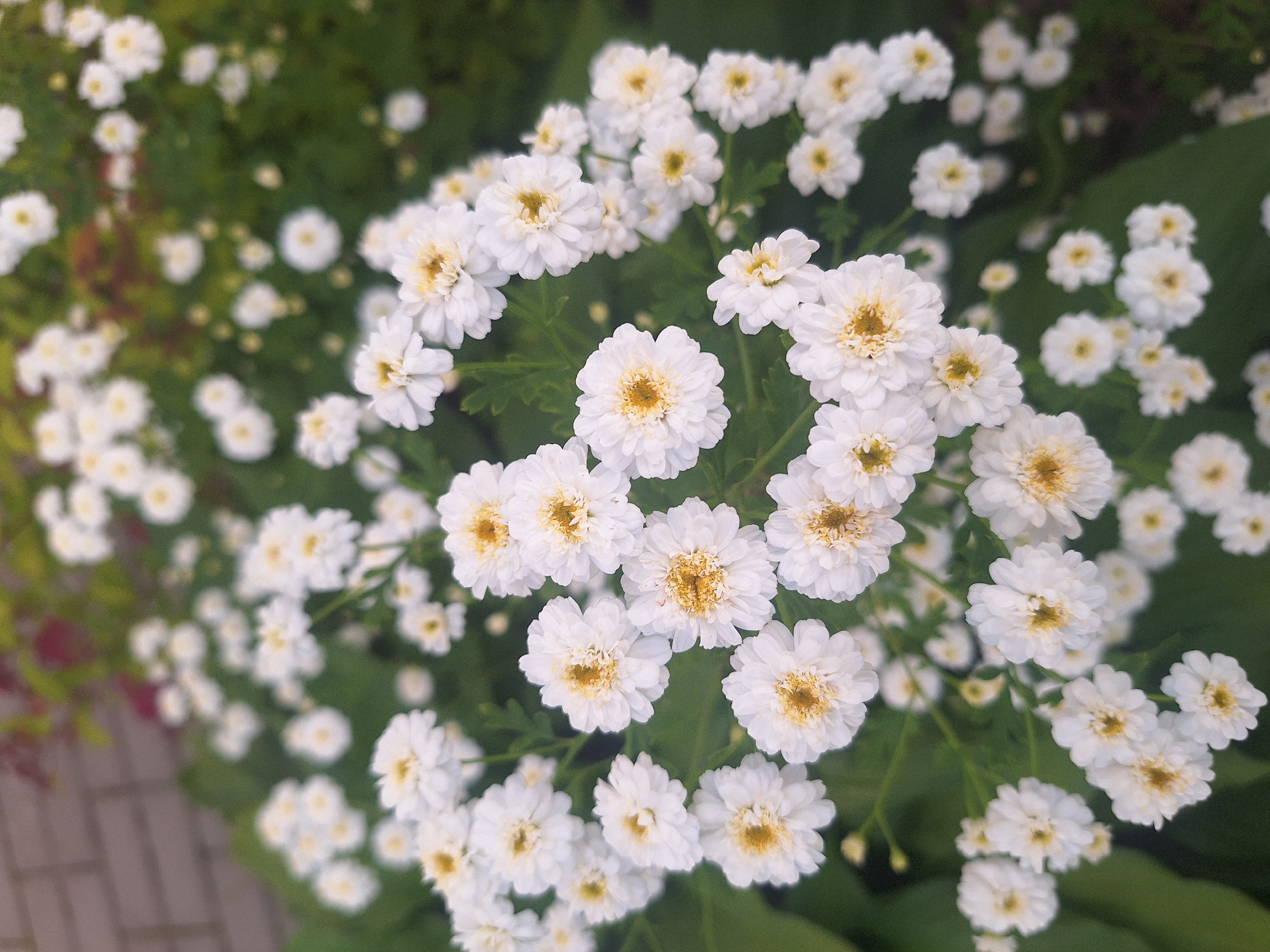 This is a close-up, eye-level, medium shot of a cluster of white flowers with yellow centers. The flowers are in focus, while the background is blurred green foliage and a brick wall. The lighting is soft and natural, suggesting an outdoor setting during the day. The scene is likely in a garden or park. Without further information, it is not possible to determine the specific location in Капыльскі сельскі Савет, Belarus.