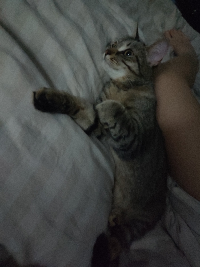 A tabby cat lies on its back on a striped bed sheet, with its paws up. It looks upwards with alert eyes. Beside the cat, a person's bare leg is visible, resting on the bed next to the cat's head. The scene is softly lit, creating shadows on the bedclothes and highlighting the cat's features.