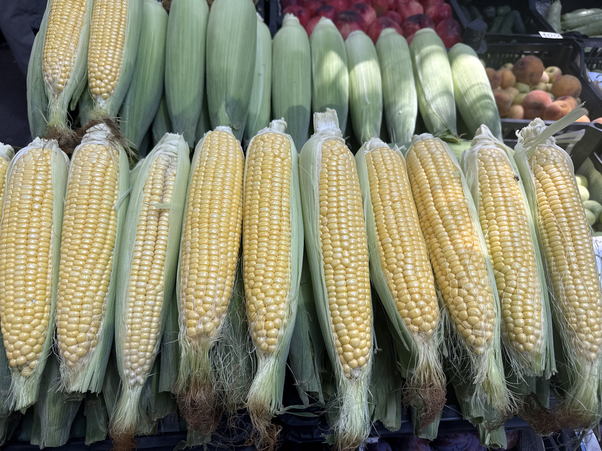 The image displays a close-up, eye-level view of a large quantity of fresh corn on the cob, presented at a market stall. The corn is arranged in rows, with the husked ears of bright yellow corn prominently featured in the foreground, leaning slightly forward. Each ear is partially covered by its green husk. Behind the front row of corn, more ears are visible, forming a dense arrangement. In the background, other produce is discernible, including what appear to be peaches or apricots in a dark plastic crate, and a blurred row of red fruits, possibly plums or apples, to the left. The overall impression is of abundance and fresh produce at an outdoor market. The lighting suggests it is daytime, with shadows cast across the corn, indicating the presence of sunlight. There are no people visible in the frame, and no specific location within Yerevan, Armenia, can be definitively identified from the visual information provided.