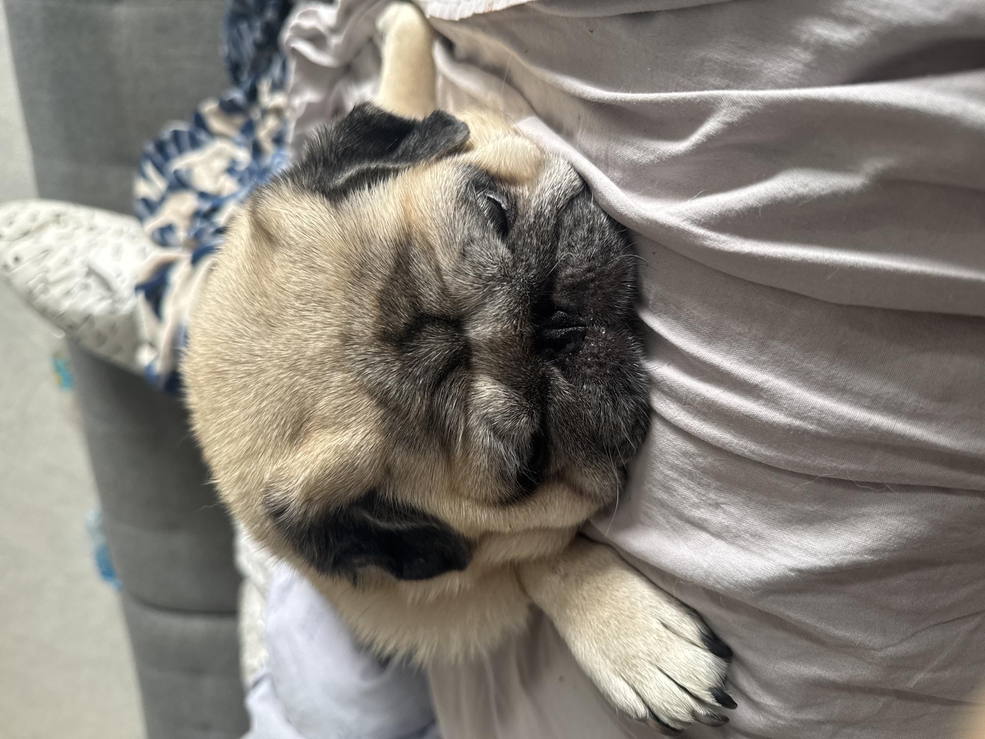 A pug dog lies on a gray surface, possibly a bed, with its head resting on its paws. The pug is fawn-colored with black markings around its eyes and ears. The background is blurred, showing a gray sofa and patterned blankets. The image appears to be taken indoors. There is no indication of the location being in Bishkek City, Kyrgyzstan.