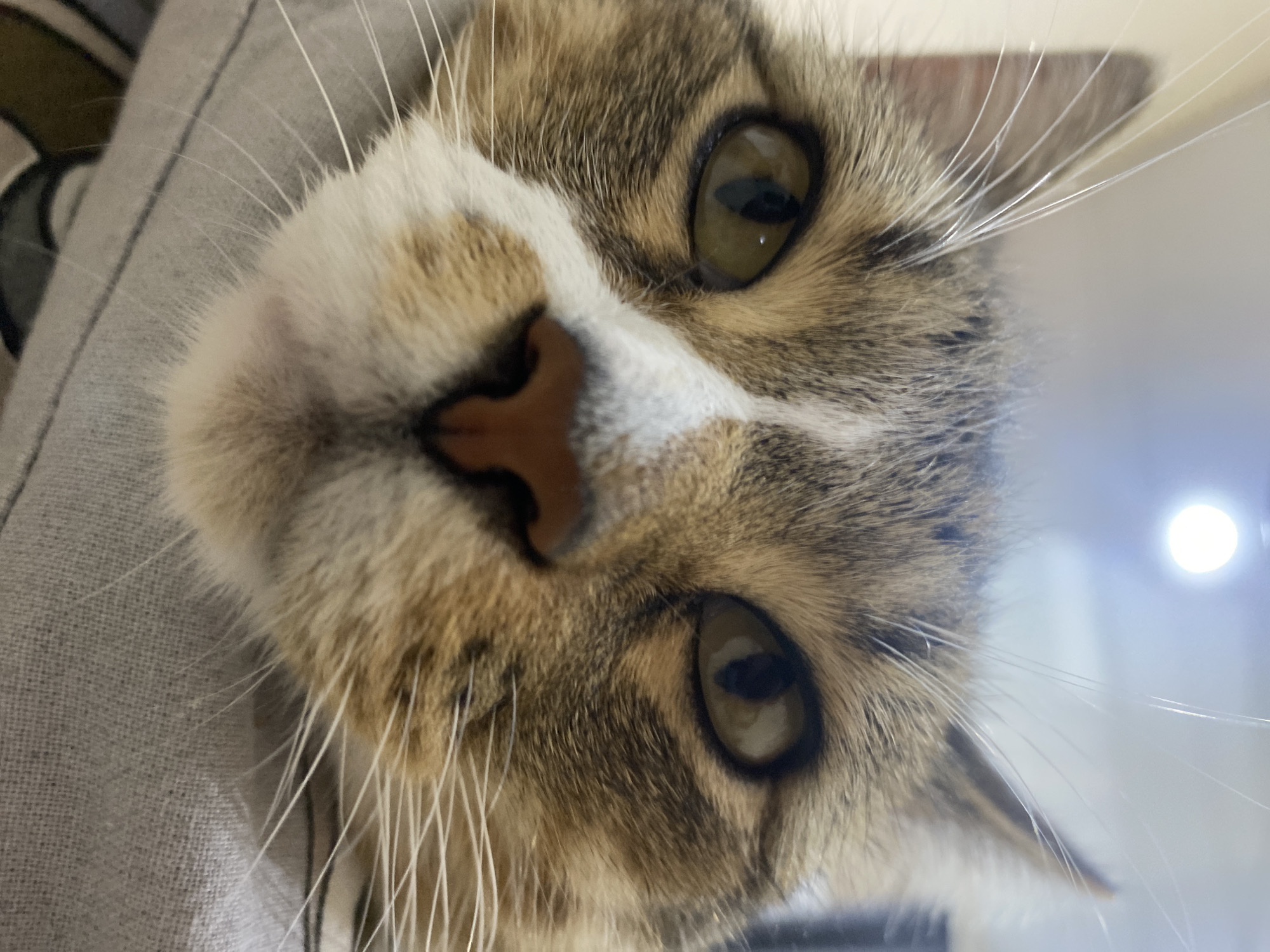 This is a close-up, vertical, head-on shot of a tabby cat's face. The cat's fur is a mix of brown, grey, and white, with prominent white markings on its muzzle and around its eyes. Its eyes are a striking green with dark pupils, and they are looking directly at the camera. The cat's nose is a light brown color, and its whiskers are long and white, fanning out from its face.
The cat appears to be resting on a gray, textured fabric, possibly a blanket or article of clothing. The background is blurred, with a bright, circular light source visible on the right side of the image, suggesting an indoor setting with artificial lighting. The overall impression is one of intimacy and curiosity, as the cat's gaze is engaging and direct. There is no visible text in the image. The lighting suggests it is daytime or a well-lit indoor environment. The scene conveys a sense of comfort and relaxation for the animal.