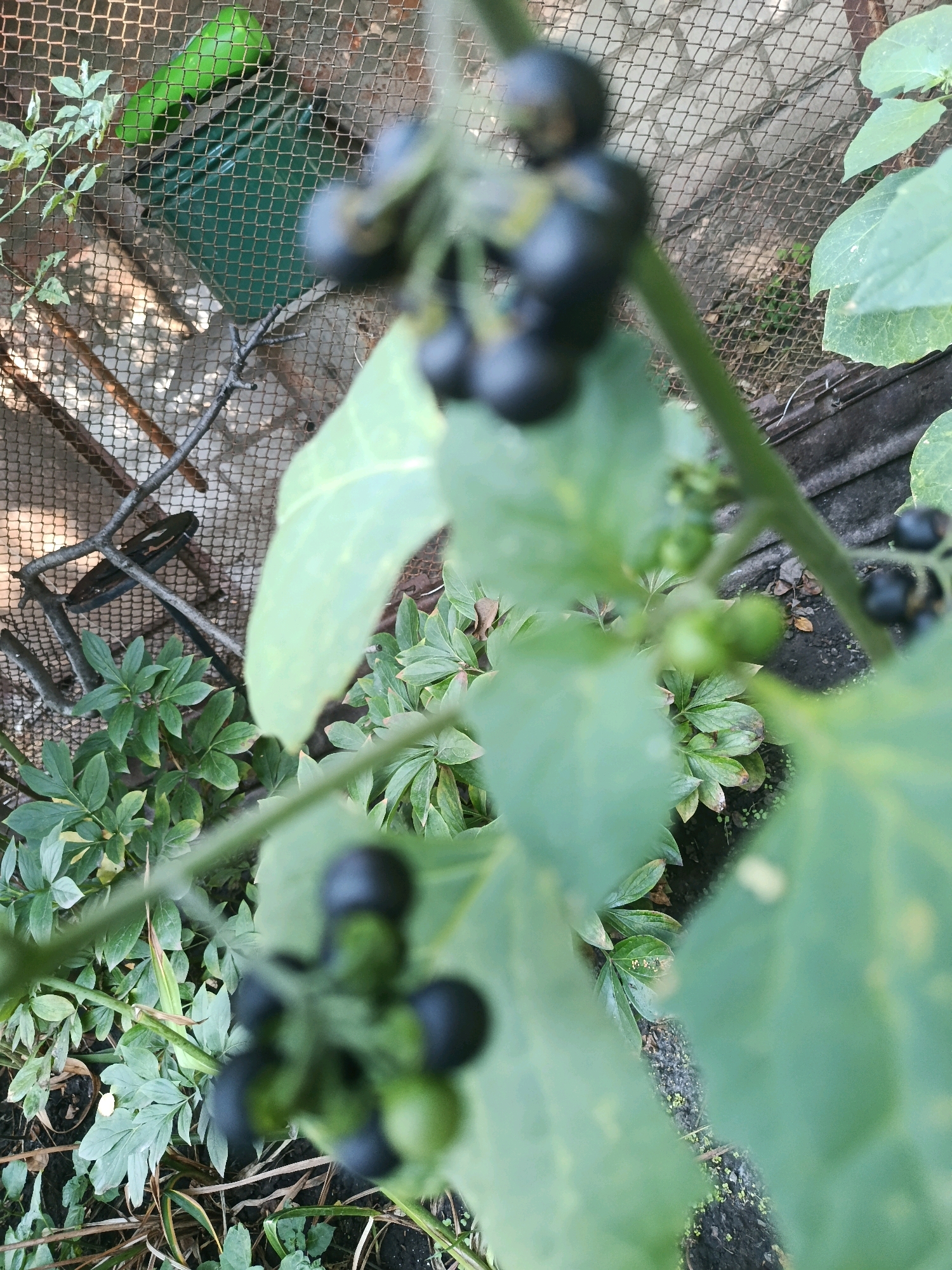 A close-up, out-of-focus shot shows a plant with dark berries and green leaves. In the background, a wire mesh fence encloses a green object. The scene is likely in Smila, Ukraine.
