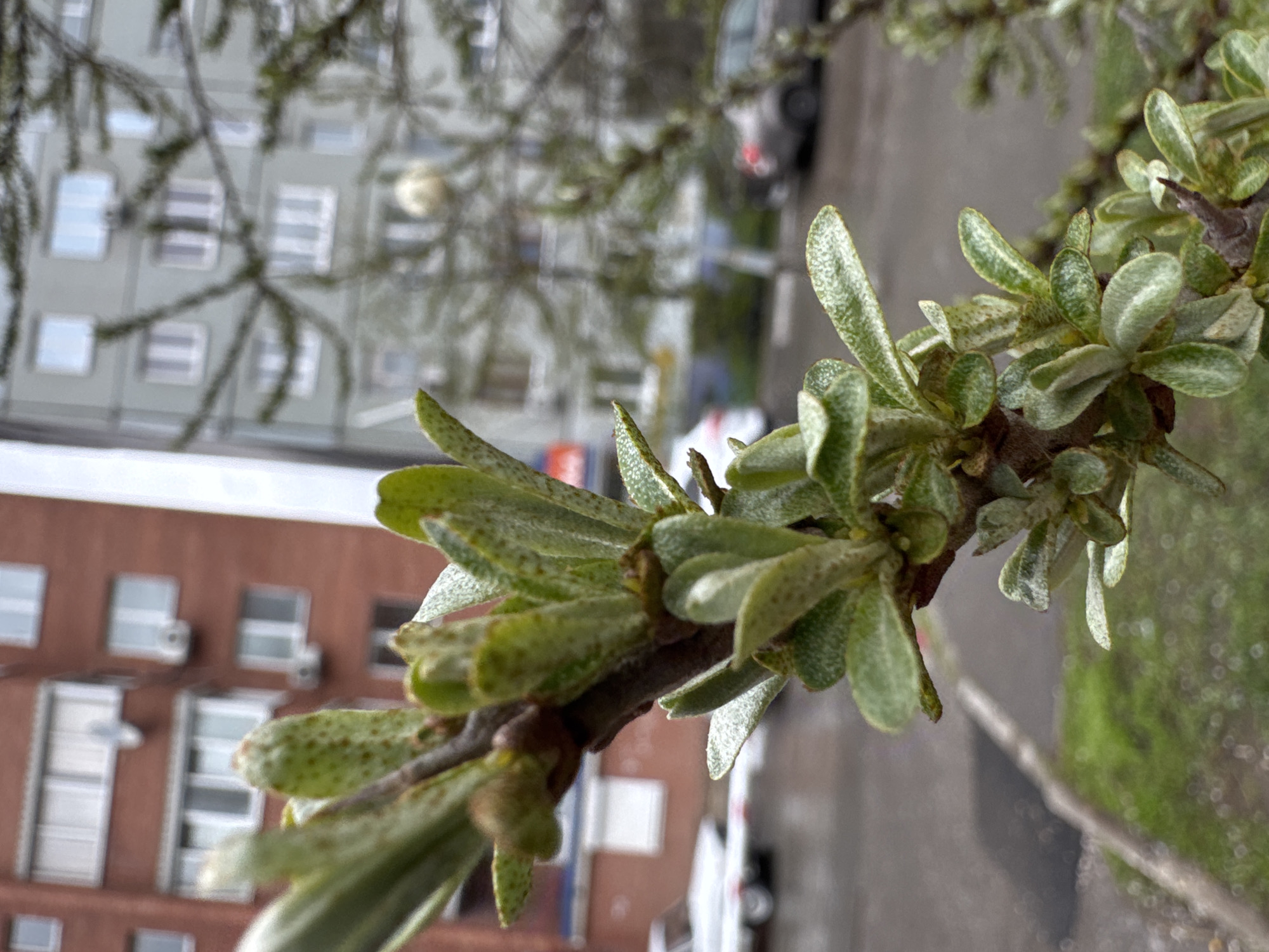 The image shows a close-up of a branch with small, light green leaves. The leaves appear textured with some darker spots. The branch is brown and has small buds or stems. In the blurred background, there are buildings of brick and gray concrete color, trees, and vehicles. The image appears to be taken in an urban environment, likely near a street. The location is characterized by buildings and vegetation, typical of city streetscapes. The orientation of the image is vertical.