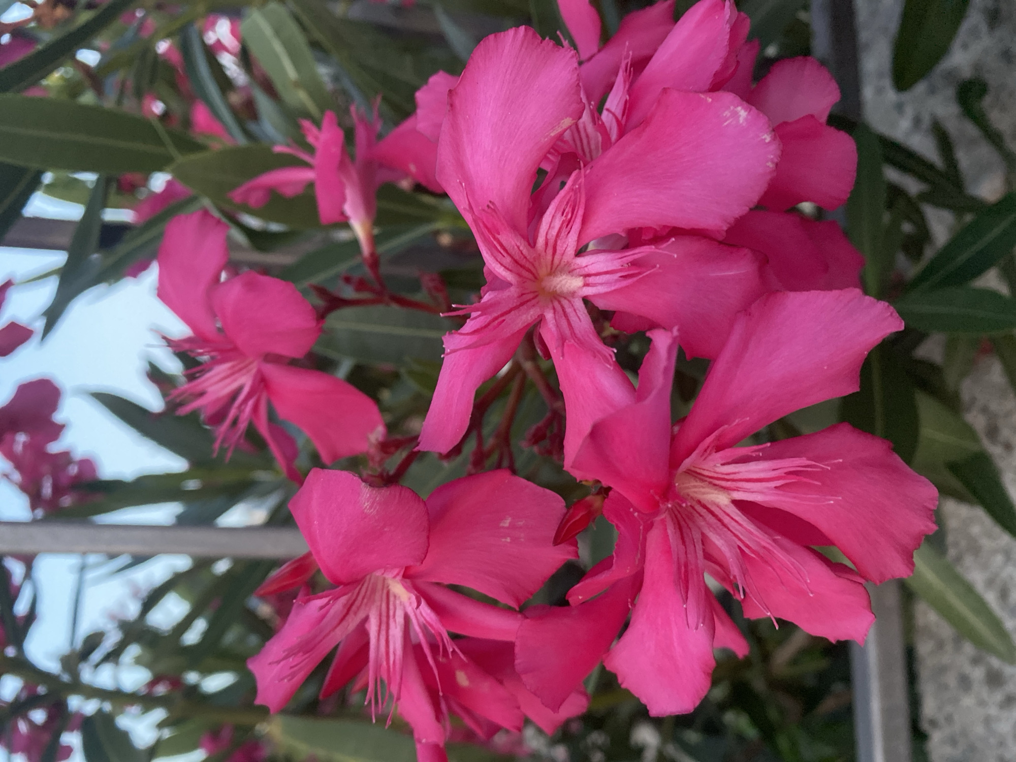 A close-up, vertical shot captures a cluster of bright pink oleander flowers in bloom, with green leaves and a blurred background of pale blue sky and vertical metal bars. The flowers, with delicate, pointed petals and prominent stamens, are the primary focus. The scene appears to be outdoors, with a hint of a grey concrete surface in the lower foreground and a grey metal fence or railing visible on the left side. The image is shot from a slightly low angle, emphasizing the flowers. The location is identified as Susanj, Montenegro.
