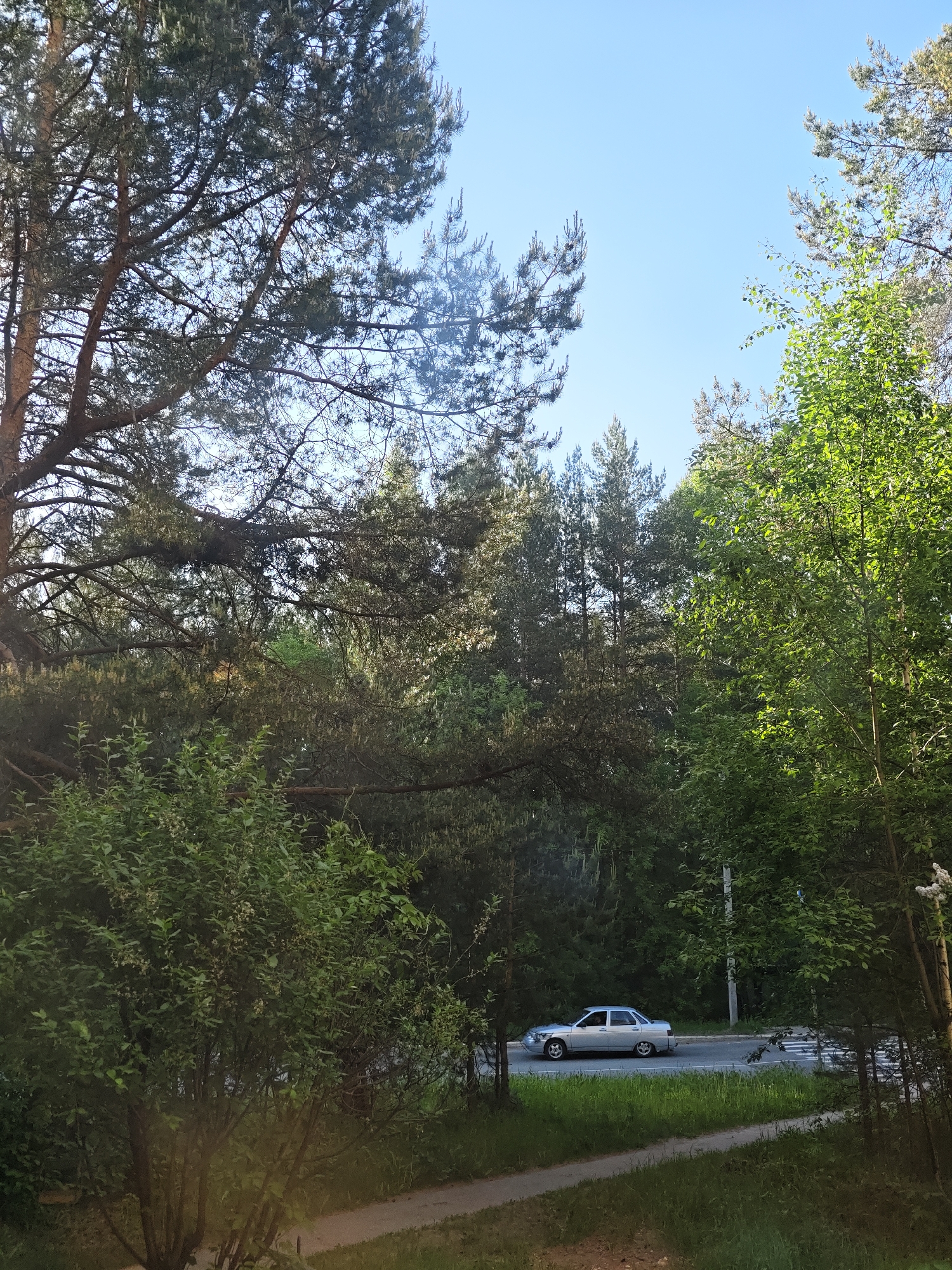 The image depicts a wooded area with a silver car visible on a road through the trees. The location is Chaikovsky, Russia. The foreground consists of dense foliage and a paved path. In the middle ground, a silver sedan is driving on a paved road running horizontally across the frame. The background features a dense forest under a clear, light blue sky. A utility pole is visible near the edge of the road on the right.