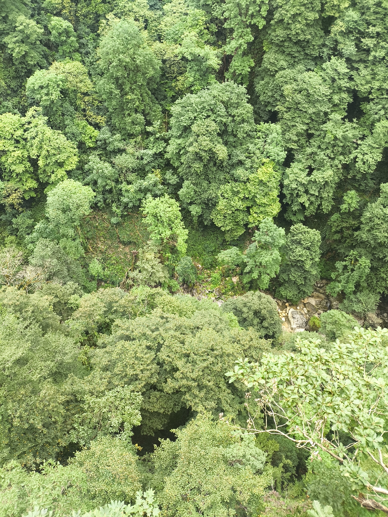 An aerial, high-angle view captures a dense, verdant forest in Satsiskvilo, Georgia. The image is dominated by a multitude of trees with varying shades of green foliage, suggesting a lush, natural environment. The canopy is thick, with branches and leaves interlocking to create a textured surface. In the lower right quadrant of the image, a few bare branches with sparse leaves protrude into the frame, offering a contrast to the dense growth elsewhere. The ground beneath the trees is not clearly visible, obscured by the thick vegetation, but glimpses of rocky terrain and perhaps a small stream can be seen in the central and right portions of the image where the tree cover is less dense. The lighting suggests it is daytime, with some areas of the forest appearing brighter than others due to sunlight filtering through the leaves. There are no visible people or man-made structures, indicating a remote or natural setting. The overall impression is one of natural abundance and undisturbed growth.