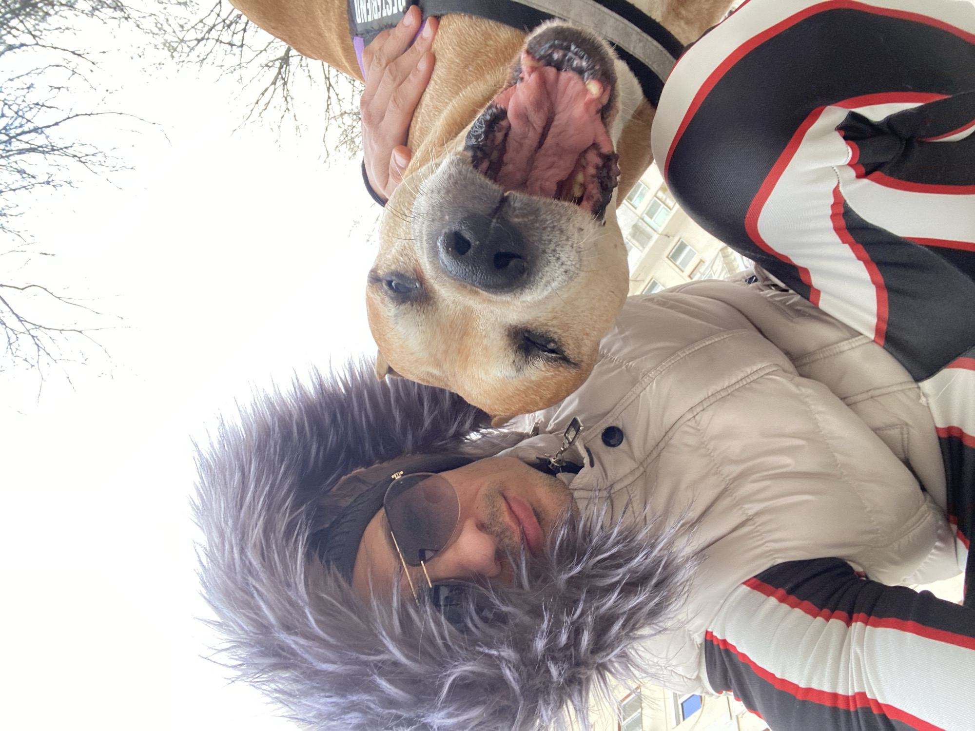 An upward-angled outdoor selfie depicts a male subject interacting with a dog in Pleven, Bulgaria. The man, positioned on the left, wears a beige padded jacket with a prominent grey faux fur hood, dark aviator-style sunglasses, and a dark beanie. He has short dark hair and light facial stubble. His lower attire includes athletic leggings with prominent black, white, and red stripes. His right hand is placed on the back of the tan-colored dog, which is located to his right. The dog, of a robust build, wears a dark harness with a purple band (partially visible text on the band appears to be "UNFREEZE"). Its mouth is wide open, exposing its tongue, gums, and teeth, while its eyes are squinted. The background features an overcast, bright sky above bare tree branches and portions of light-colored, multi-story residential or commercial buildings with visible windows, indicative of an urban environment.