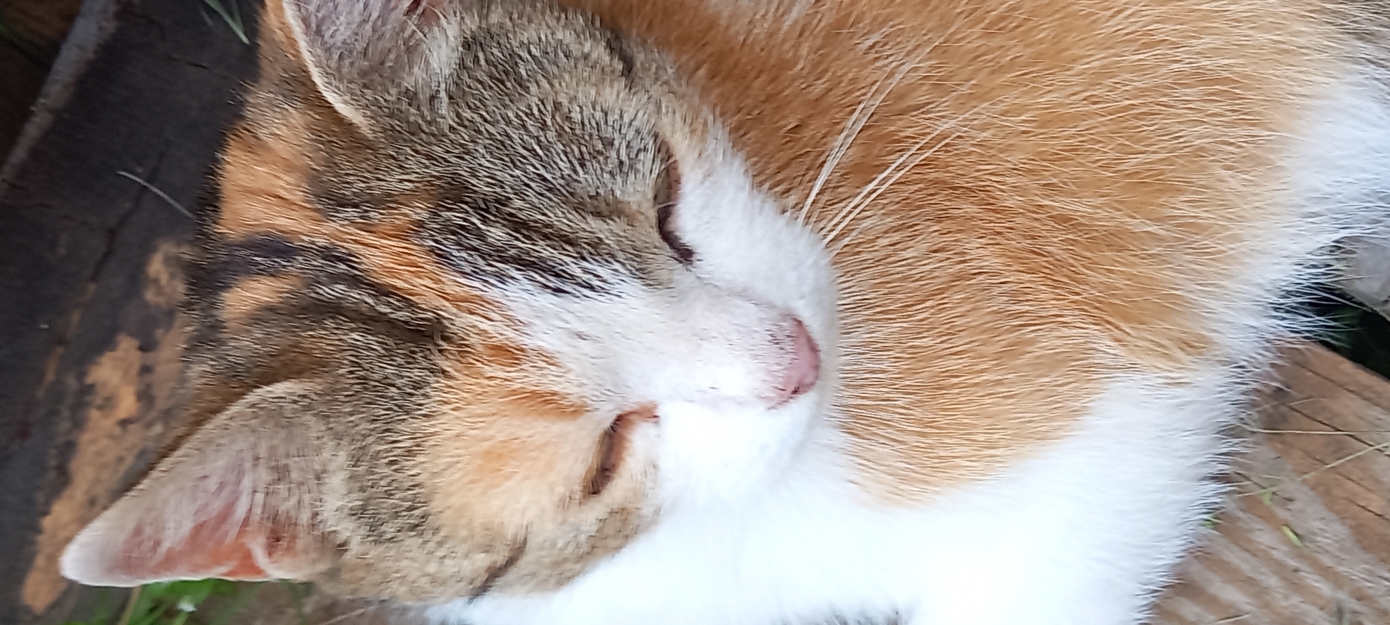 A close-up, vertical shot depicts a calico-patterned cat resting with its eyes closed. The feline exhibits a tri-color coat consisting of white, orange-ginger, and tabby-patterned grey/brown fur. White fur dominates the lower portion of the face, neck, and chest. Patches of orange and grey/brown tabby markings are present on the top of the head, around the eyes, and on the body. Both eyes are fully closed, indicating sleep or deep rest, with visible closed eyelids. A small, pink nose is centered on the face. White vibrissae (whiskers) extend from the facial region, particularly visible on the lower right side of the face (viewer's left). One pointed ear is clearly visible on the top left, displaying grey/brown tabby markings and a lighter interior. The cat's fur appears soft and short to medium in length. The subject is positioned against a background that appears to be weathered wooden planks, visible at the top and bottom edges of the frame, with minimal glimpses of green foliage or grass. The location is Unknown, Unknown.