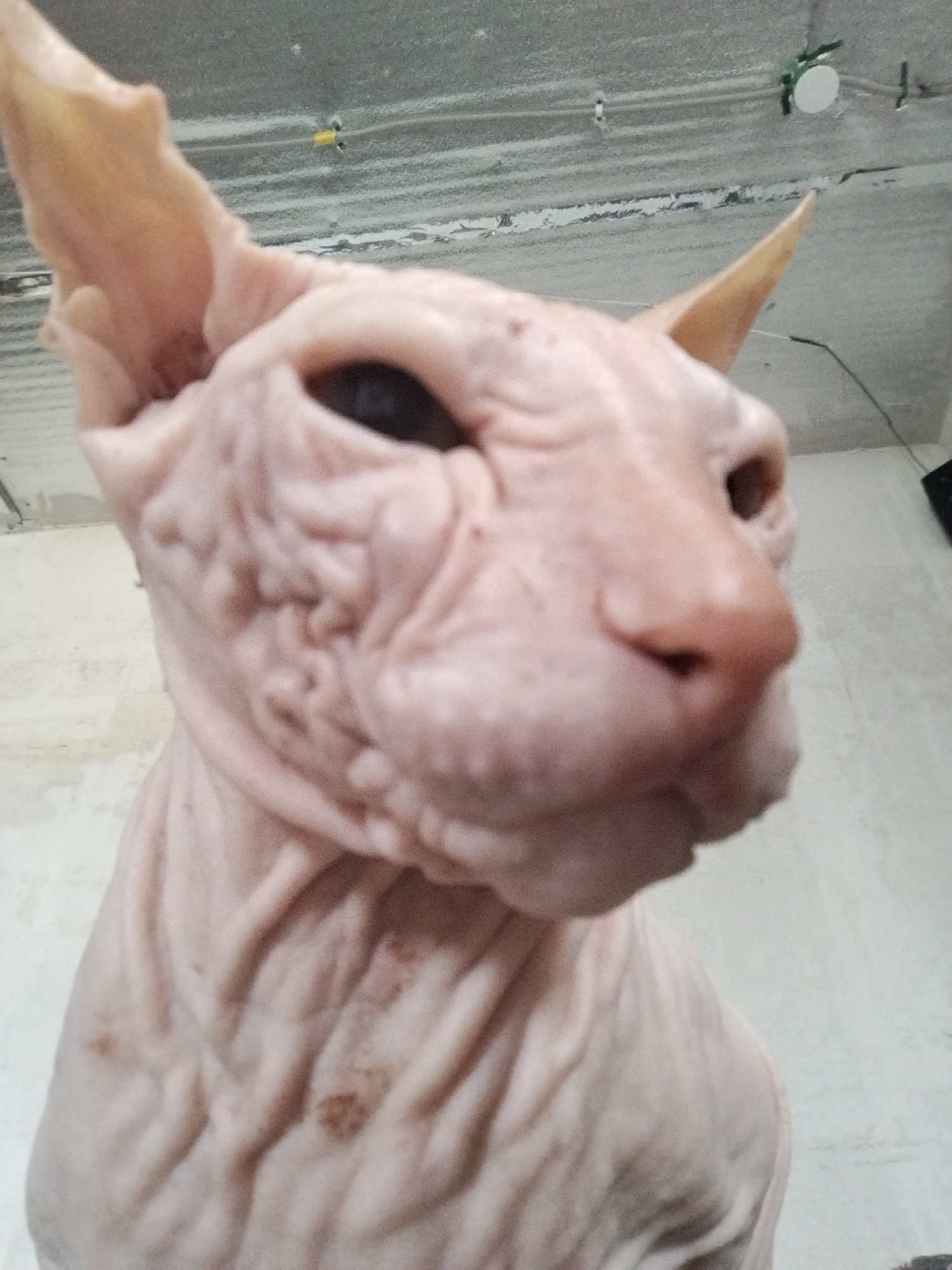 The image shows a close-up, low-angle, vertical shot of a hairless cat, likely a Sphynx breed, with pinkish-tan skin and prominent wrinkles. The cat is positioned centrally in the frame, facing forward and slightly to the right, with its head tilted. Its eyes are dark and appear to be partially closed or looking down. The background consists of a textured, greyish ceiling with visible pipes and electrical fixtures, suggesting an indoor, possibly unfinished or industrial space. The lighting is overhead, creating shadows that highlight the cat's facial features and body wrinkles. There are no other discernible objects or people in the immediate vicinity of the cat. The scene is devoid of any specific identifiable landmarks that would allow for a precise location within Zavodoukovsk, Russia.