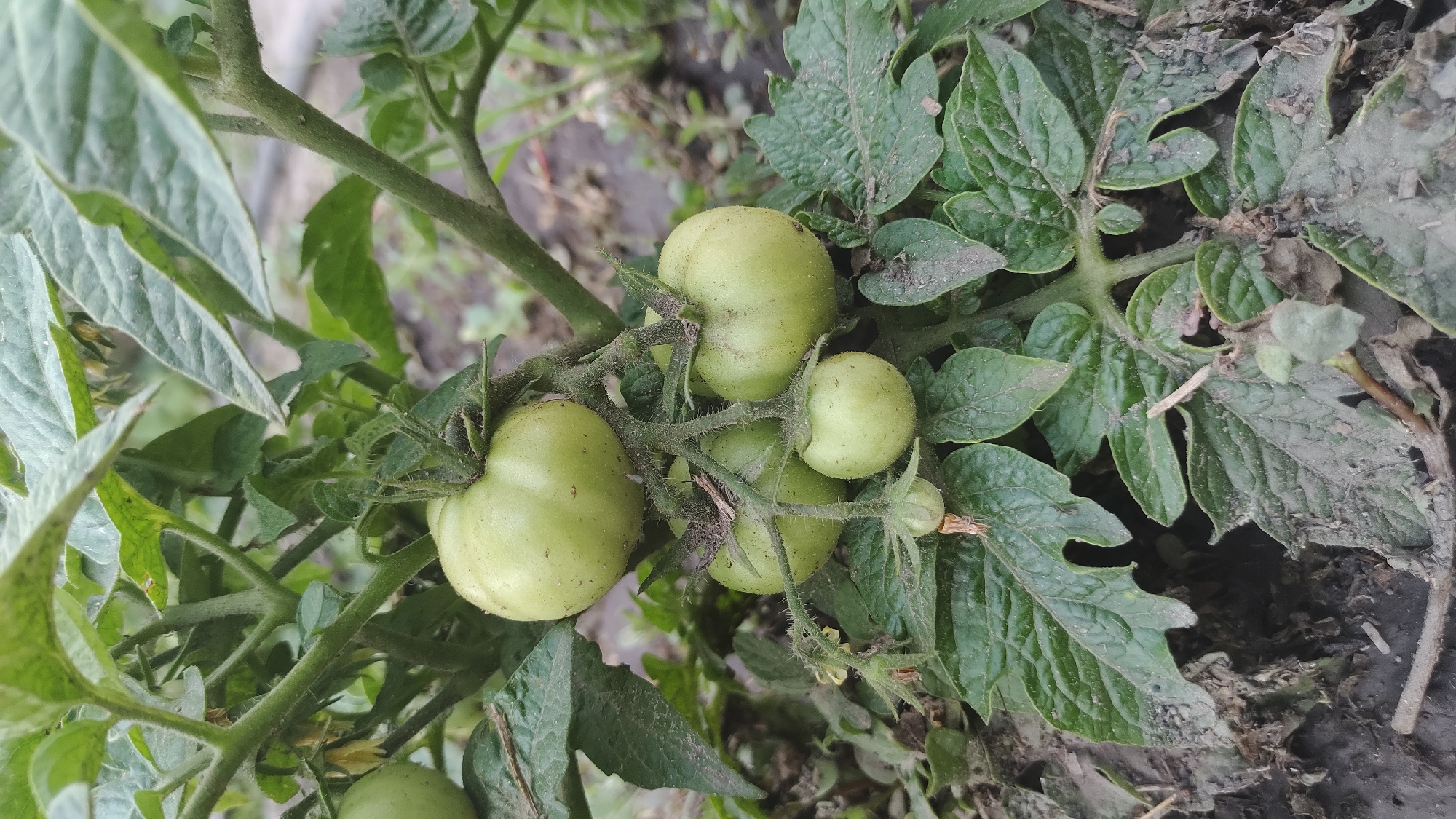 A close-up, vertical shot shows several unripe green tomatoes on a vine. The tomatoes vary in size, with the largest at the top and smaller ones below. The vine is surrounded by large, serrated green leaves, some of which are coated in a thin layer of dust or soil. The background is out of focus, showing more foliage and the ground, which appears to be dirt. The lighting suggests an outdoor environment, likely in a garden. The image is taken in Mikhaylovka, Russia.