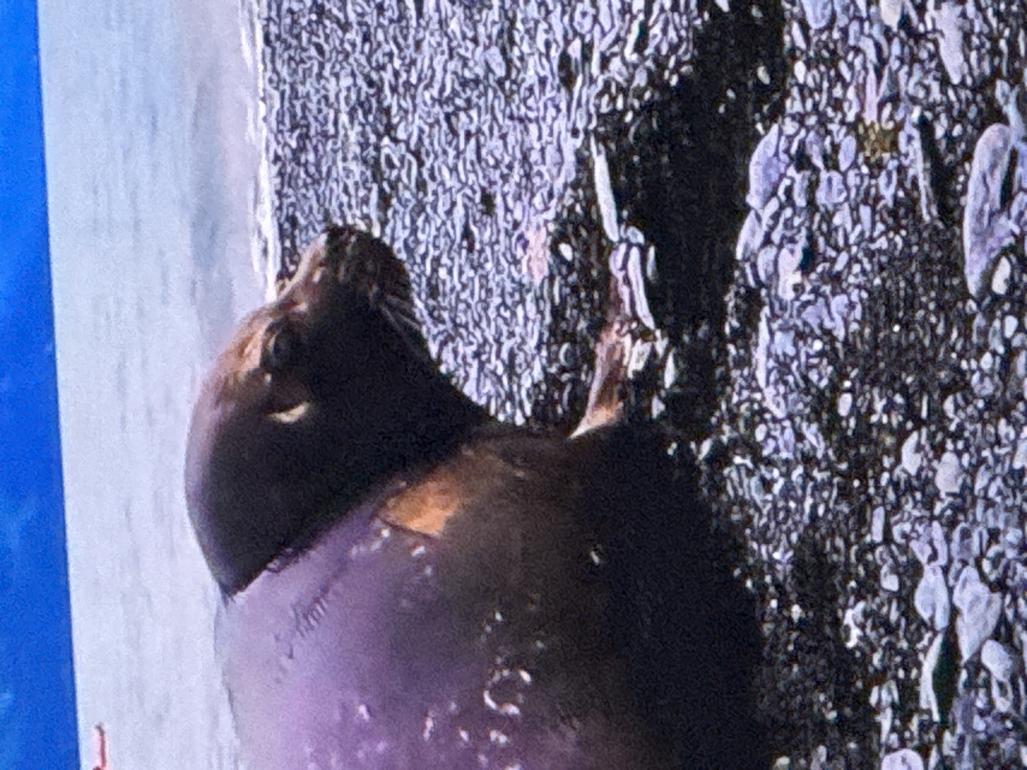 A seal is resting on a rocky shore with the ocean in the background. The seal is dark brown and appears wet. The rocks are various shades of gray and white. The water is a light blue. There is a hint of a red object in the upper left corner of the image that is out of focus. The image is blurry and pixelated, suggesting it was taken from a distance or at a low resolution.