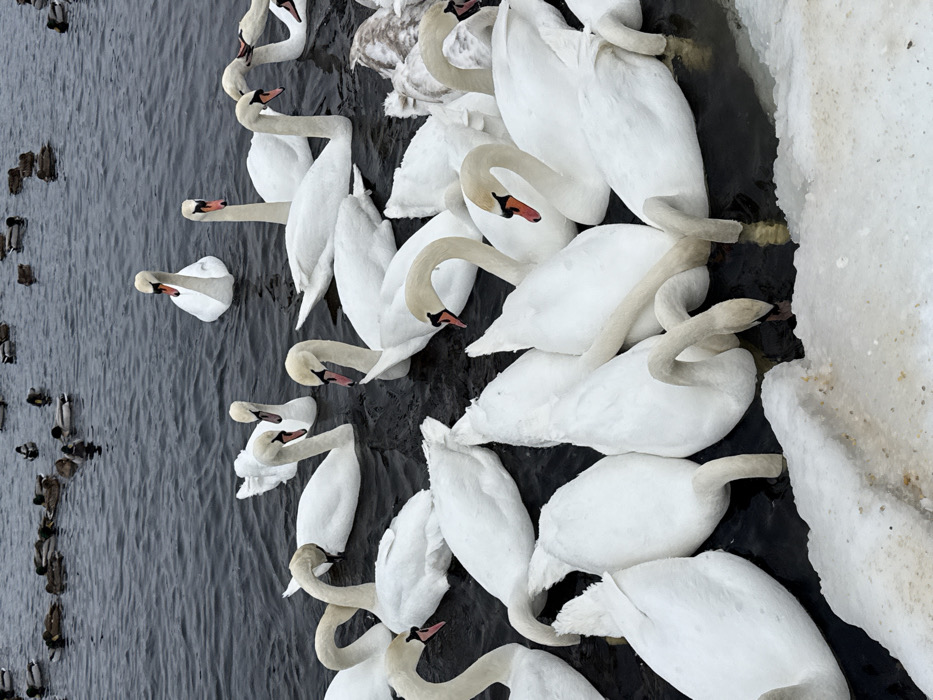 The image displays a large congregation of waterfowl on a body of water within Kyiv, Ukraine. In the foreground and midground, a dense cluster of approximately 30-40 white mute swans (Cygnus olor) is observed at the dark grey water's edge, partially bordered by dirty, melting ice and snow. Multiple swans have their long necks submerged or bent downwards into the water, suggesting feeding or drinking. Other swans float upright, facing various directions. In the background, scattered further out on the same body of water, approximately 20-30 smaller, brown ducks are visible. The water shows minimal ripples, indicating calm conditions. The overall environment suggests a cold weather period due to the presence of ice.