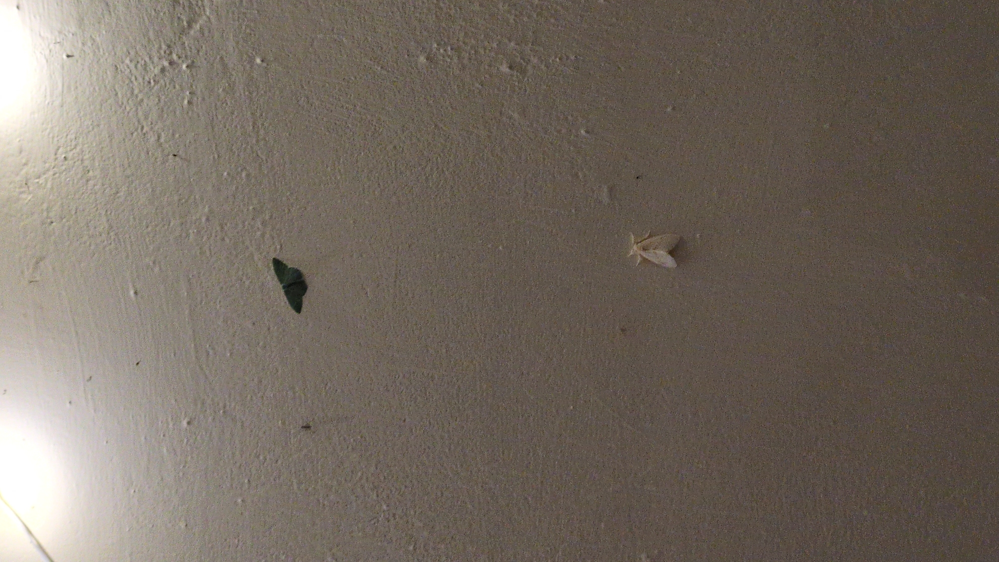 A tan-colored wall, possibly indoors, features two moths. A green moth is located in the lower left quadrant of the frame, and a white moth is in the upper right quadrant. The wall has a slightly rough texture with minor blemishes and imperfections. No location in the city of Haini, India is implied.