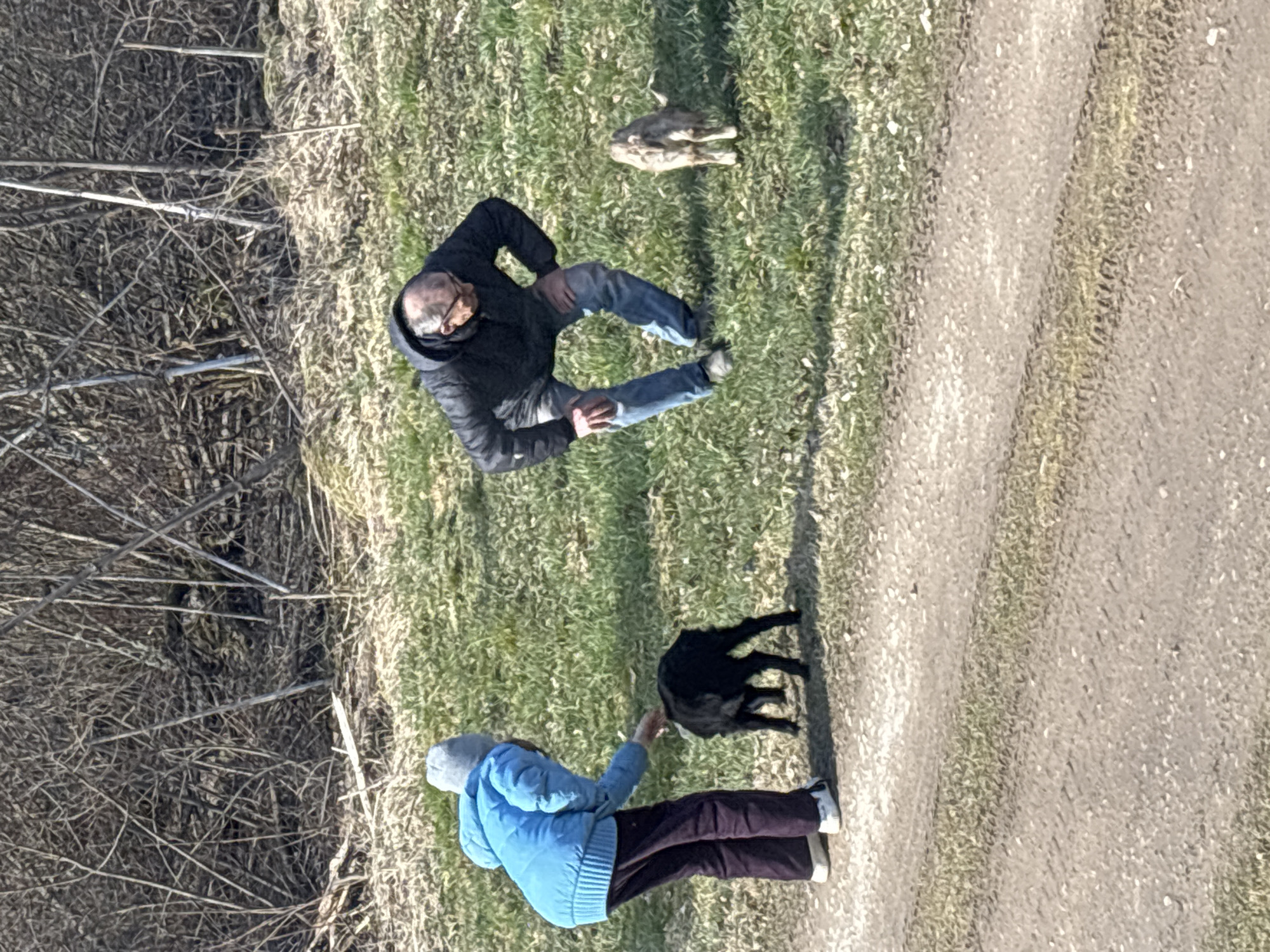The image, seemingly taken from an elevated position, shows a scene next to a path or road in what appears to be a grassy area. The environment includes a patch of dry vegetation to the left. Two individuals are visible:
1. A person wearing a blue jacket, dark pants, and a grey hat, is reaching out towards a small black goat.
2. A person wearing a black jacket with a hood, jeans, and glasses is standing a few feet away, looking in the opposite direction.
In between the two persons is a brownish object on the grass. The scene appears to be taking place outdoors in daylight. There is no clear indication of a specific location within Koshelevichi, Russia.
