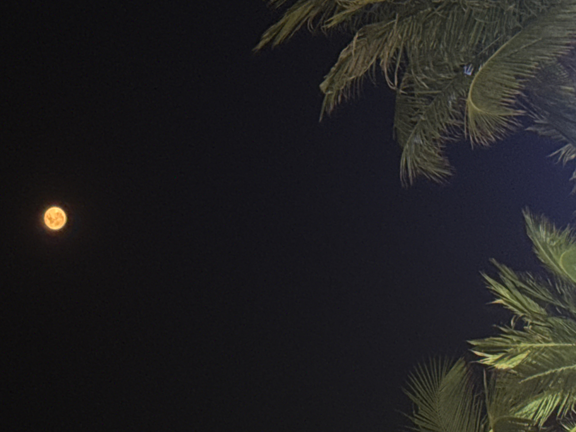 The image shows a night scene in Đà Nẵng, Vietnam, with a full moon visible in the upper left corner of the frame. Palm trees are visible in the upper right and lower right corners, creating a tropical ambiance. The sky is dark, suggesting a clear night. There are no people or other identifiable objects in the frame.