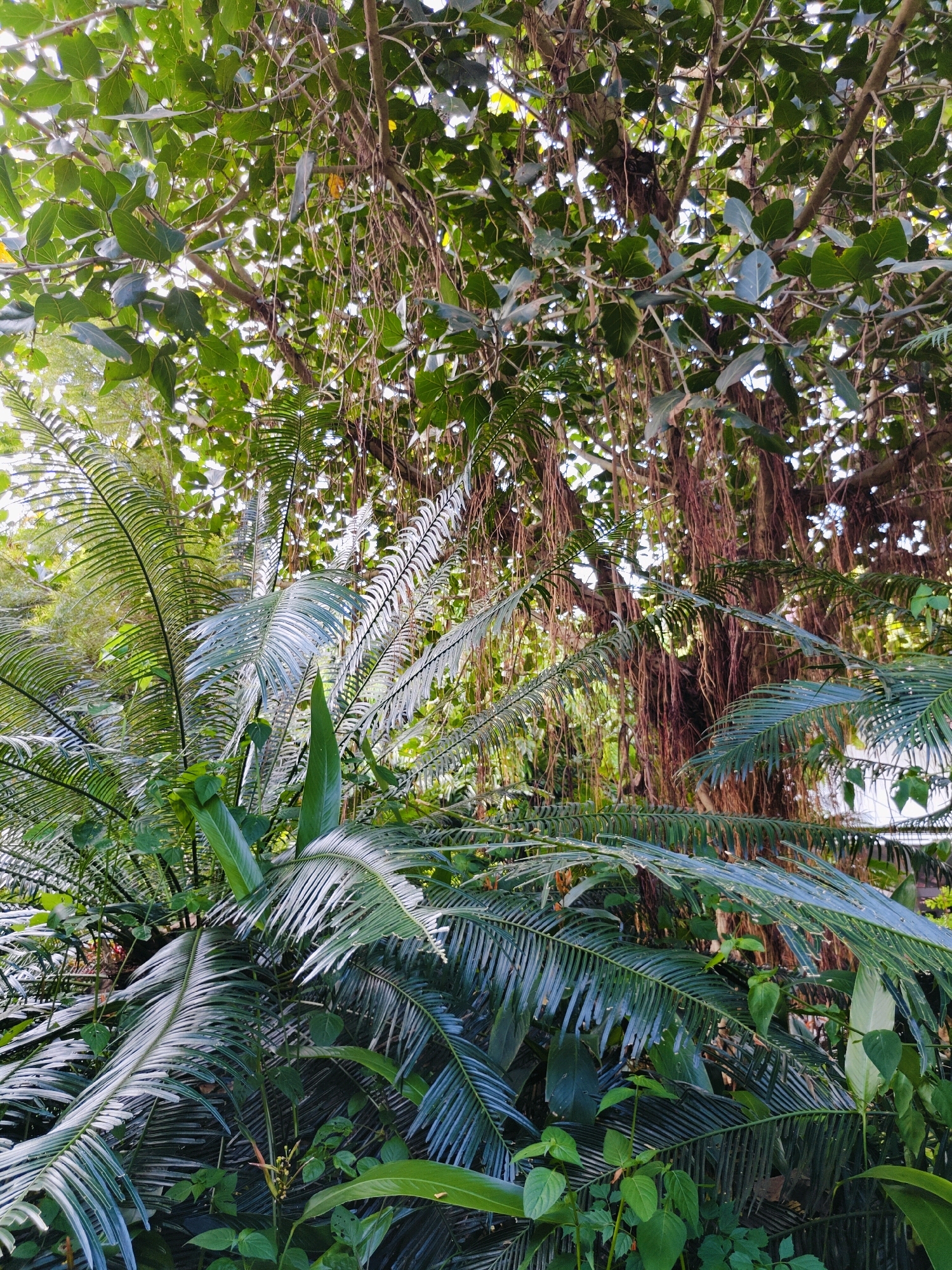 A dense canopy of lush green foliage, dominated by palm fronds and larger leaves, fills the frame, suggesting a tropical environment. The scene is set within the Mu Si area of Thailand, as indicated by the provided context. Sunlight filters through the leaves, creating a dappled effect. In the background, the thick, reddish-brown aerial roots of a large tree hang down, partially obscured by the surrounding vegetation. The image captures a moment of natural abundance and growth.