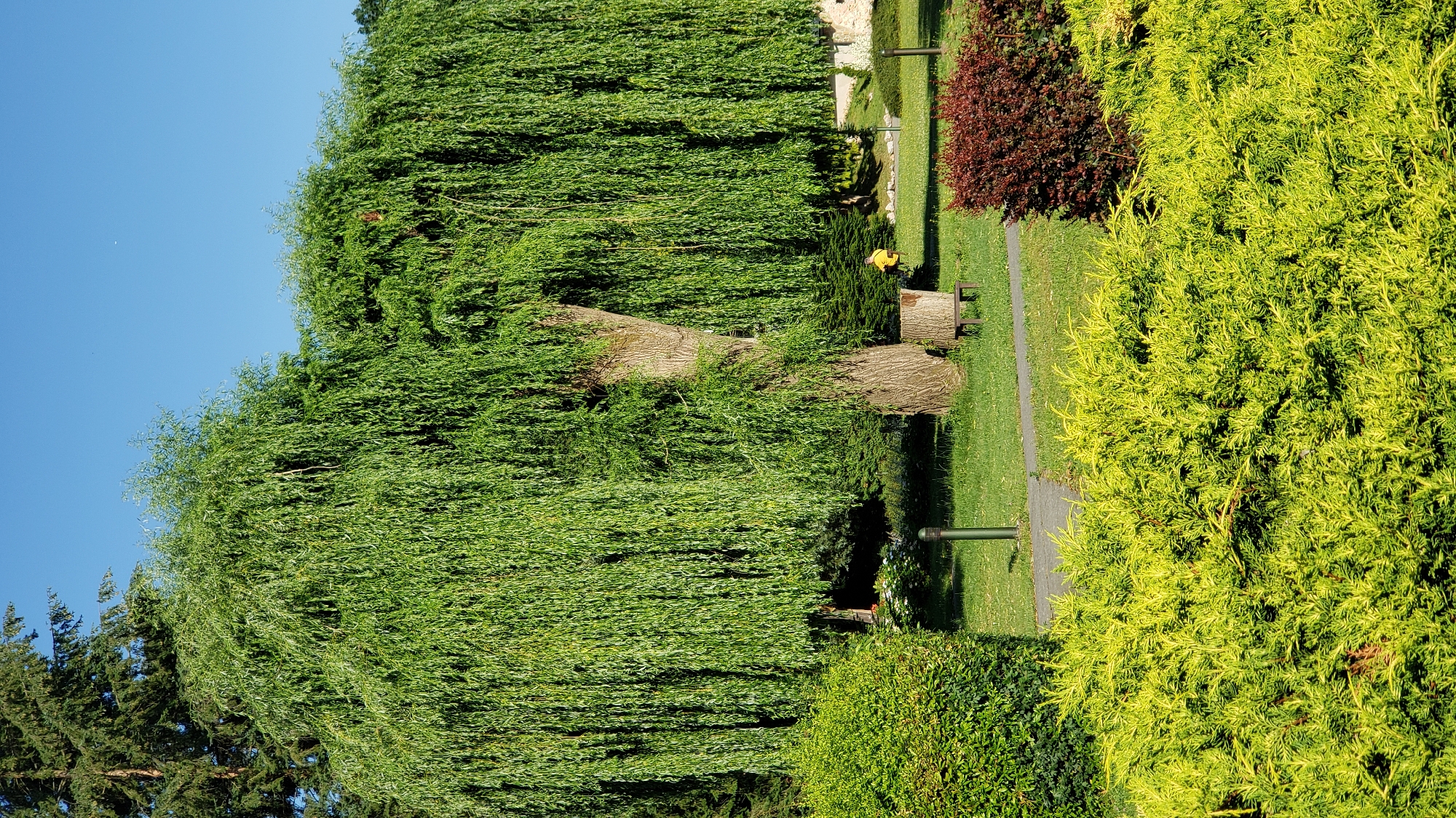 The image depicts a picturesque park scene with a large weeping willow tree as the central focal point. The tree's lush green branches cascade down, creating a natural canopy. In the foreground, vibrant green and yellow bushes line a paved pathway that curves through the grassy area. A dark red bush adds a contrasting splash of color. A rough-hewn wooden bench sits near the base of the willow, and a dark green lamp post is visible on the left side of the path. A person in a yellow shirt is walking in the background, near a smaller evergreen tree and a stone structure. The sky is a clear, bright blue. This scene is likely located in the city of Prešov, Slovakia, possibly in a public park or garden.