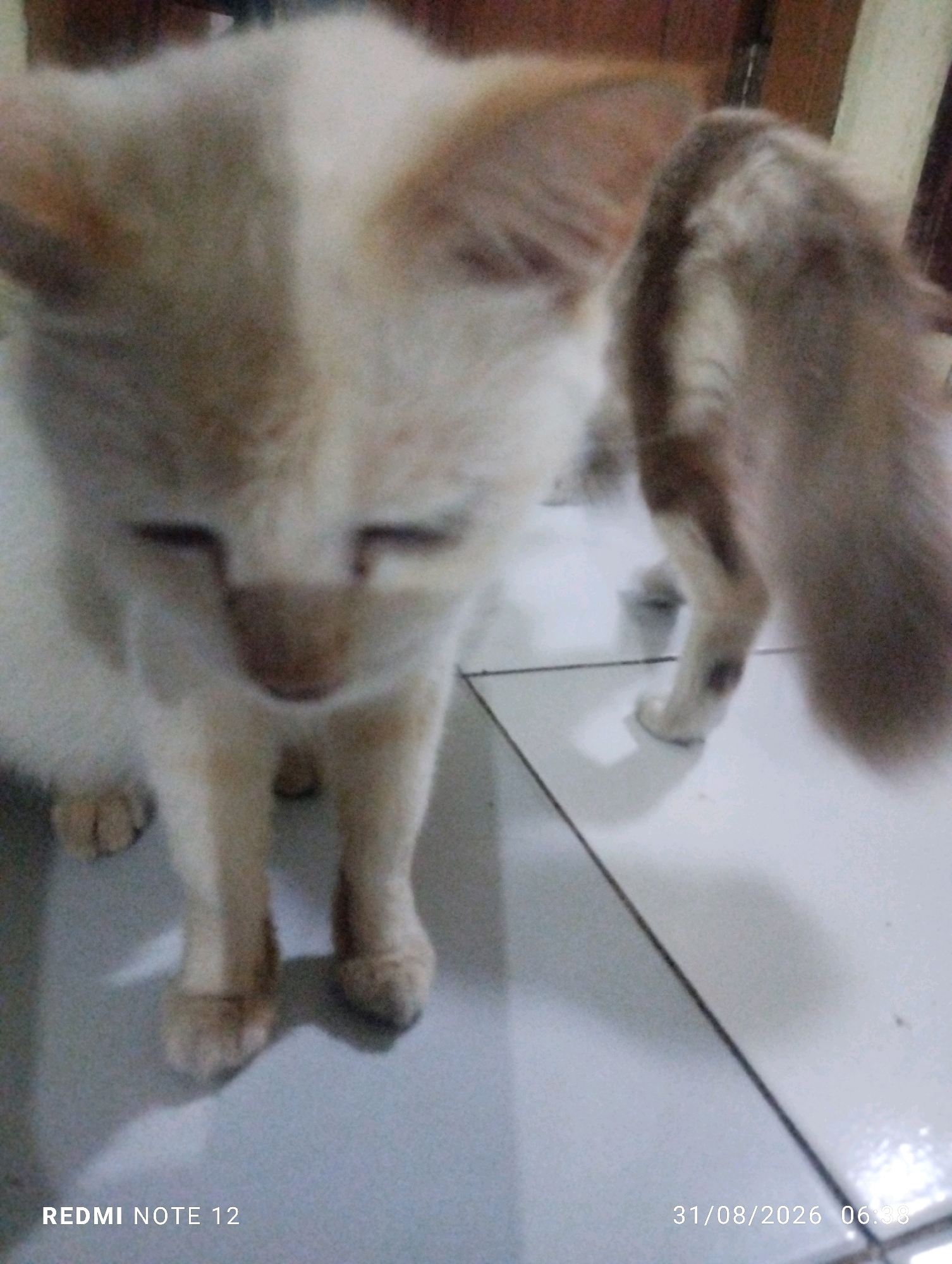 A close-up, low-angle, blurry photograph shows a pale, light-brown and white kitten. The kitten is facing the camera with its eyes closed, and its ears are pointed upwards. Its front legs are visible, with its paws resting on a tiled floor. Behind the kitten, its tail is visible, a fluffy, light-brown appendage with darker brown markings. The floor is tiled with white squares and dark grout lines. In the bottom left corner of the image, the text "REDMI NOTE 12" is visible, indicating the phone used to take the photo. In the bottom right corner, the date "31/08/2026" and time "06:38" are displayed, suggesting the image was taken in Bekasi, Indonesia. The lighting is dim, and the focus is soft, creating a somewhat ethereal and intimate feel.