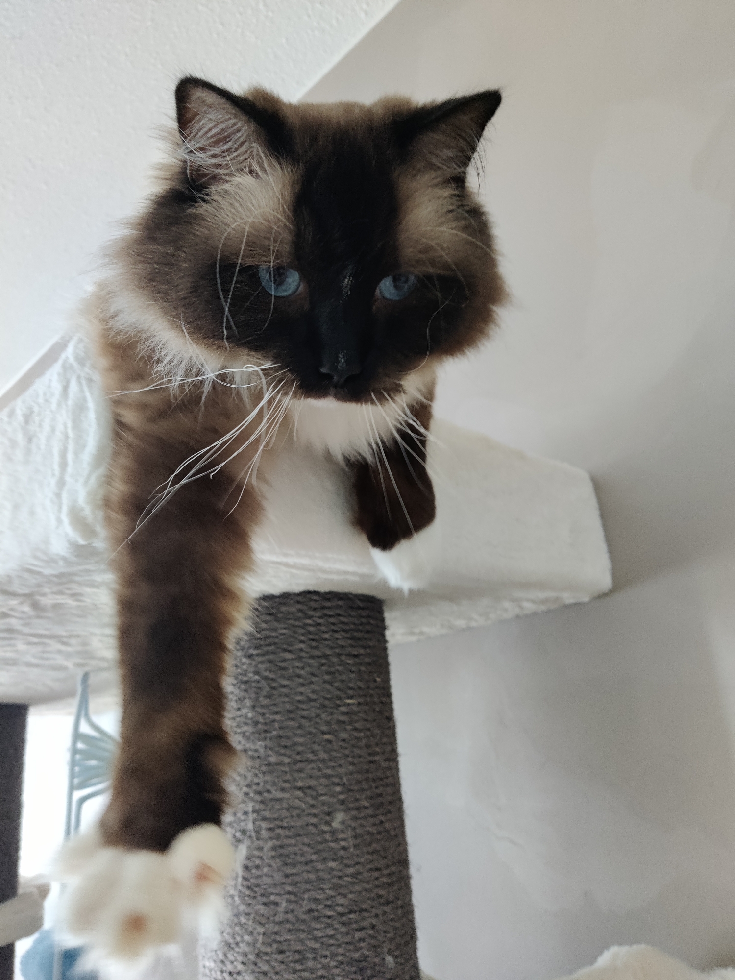 A medium shot angled slightly upwards depicts a brown and white Ragdoll cat with blue eyes, perched on a white, plush cat tree shelf. The cat is positioned above the viewer, with one front paw dangling downwards. The cat tree is covered in gray sisal rope, and a white wall is visible in the background. The location is indoors.