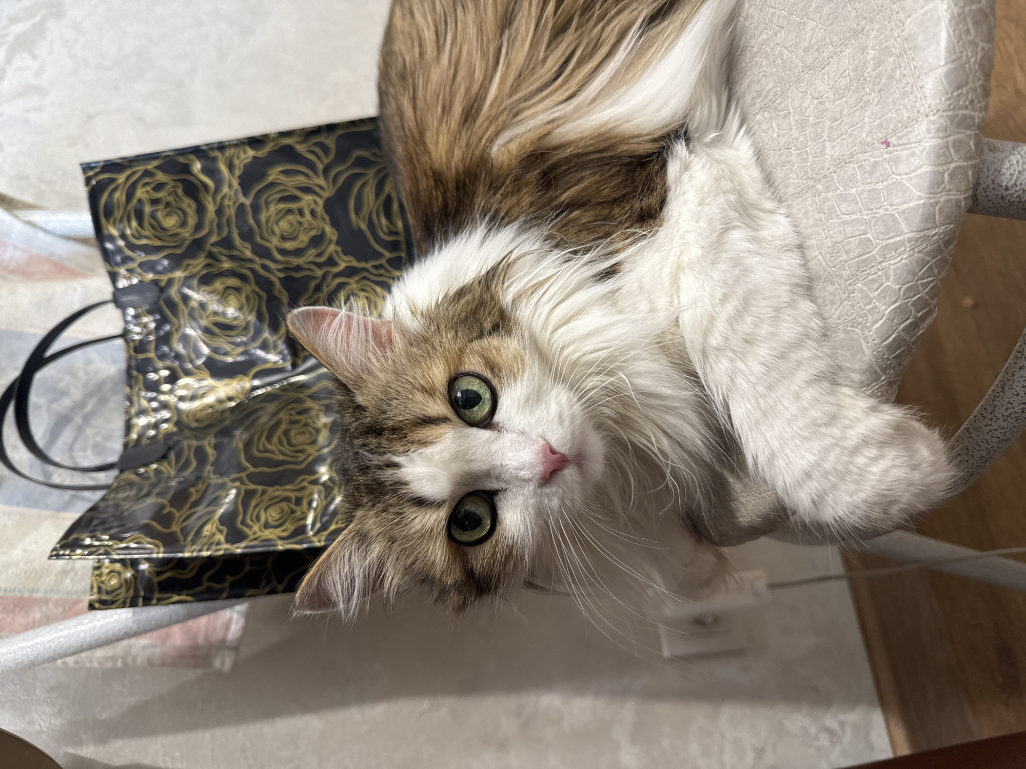 A medium shot of a long-haired cat lying upside down on a gray reptile patterned chair. The cat has white and brown fur with green eyes. The cat is looking directly at the camera. To the left of the cat is a black tote bag with gold flower patterns. The bag has two black handles. The scene is indoors.