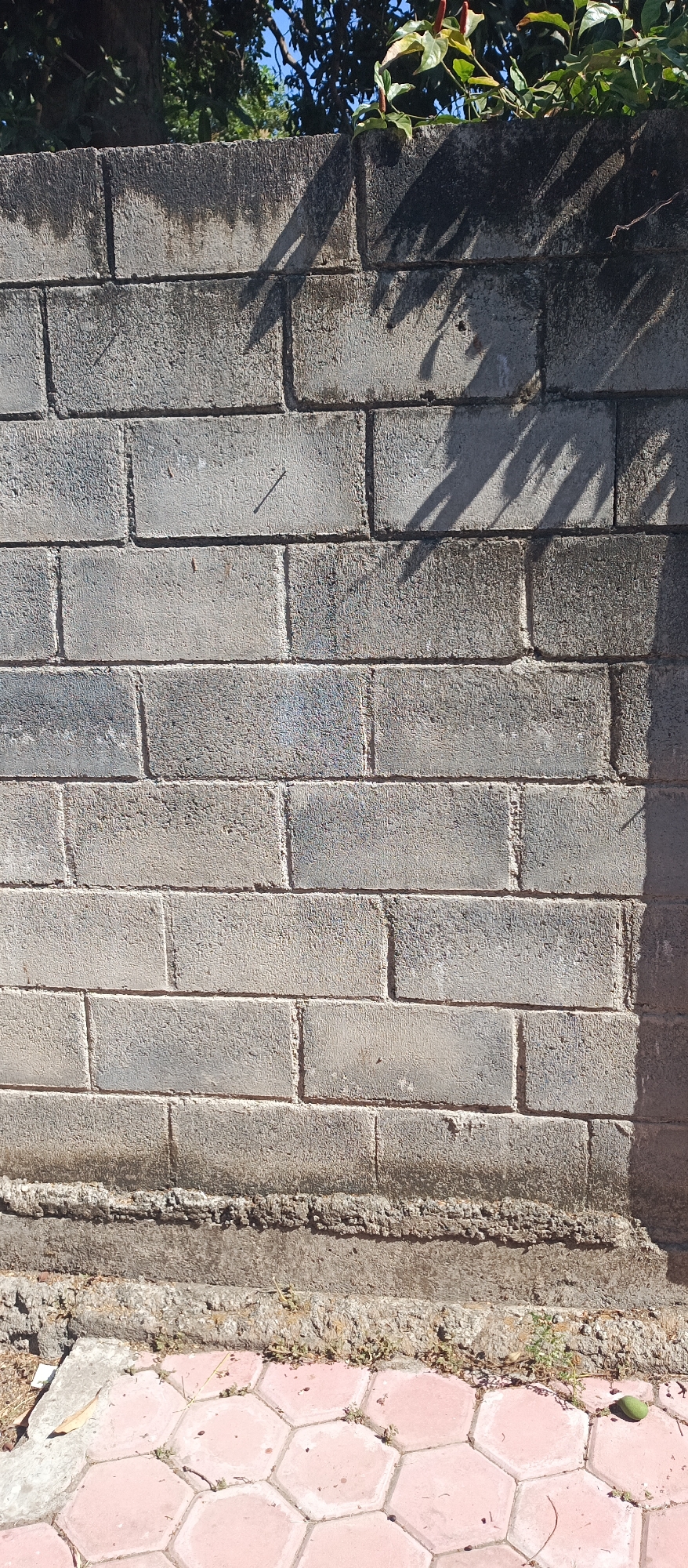 The image shows a grey concrete block wall with a textured surface, casting shadows from foliage and branches overhead. The wall is situated above a pathway paved with hexagonal pink tiles. Some dry grass and small green leaves are visible between the wall and the path, as well as scattered on the tiles. A single green fruit, possibly a small avocado, rests on the tiles on the right side of the frame. The overall scene appears to be an outdoor area in a residential or public space. The location is specified as Arjasa, Indonesia.