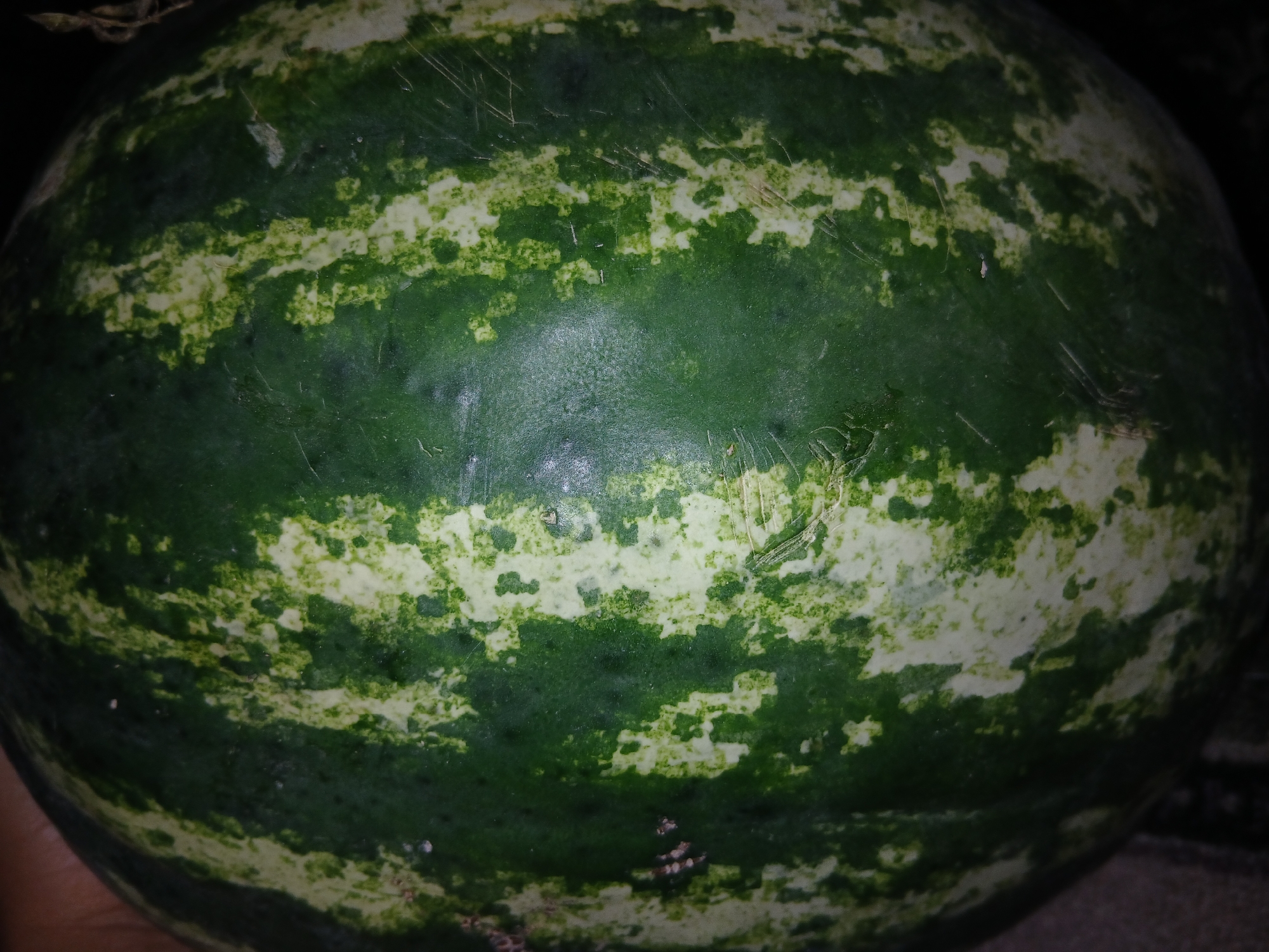 A close-up, overhead, full frame shot shows the rind of a watermelon. The rind is dark green with light green stripes. There are a few small white specks on the rind, possibly dirt or imperfections. The surface of the rind appears smooth, with some faint scratch marks visible. The lighting is dim, casting shadows and creating a slightly grainy texture. No people or surroundings are visible. The image is of a singular object, a watermelon.