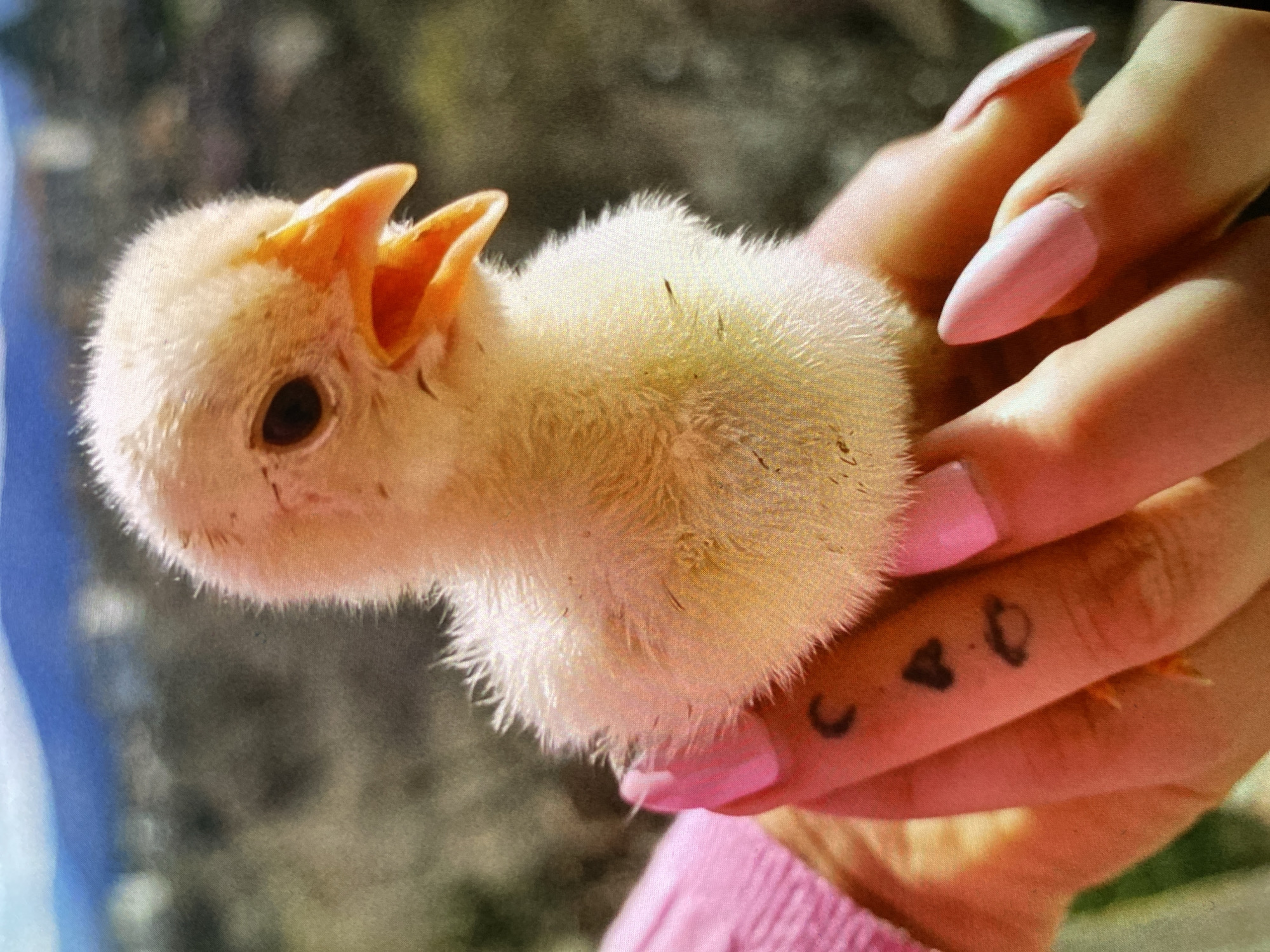 A close-up image shows a fluffy, pale yellow chick being gently held in a person's hand. The chick has small dark eyes and its beak is open, revealing an orange interior. Its downy feathers appear soft and fine.
The hand holding the chick has light pink nail polish on its shaped fingernails. On one finger, three small dark tattoos are visible: a crescent moon, a heart shape, and an indistinct small circular or teardrop symbol. A small portion of a pink sleeve or garment can be seen at the bottom of the frame.
The activity depicted is the tender handling of the young bird, suggesting a moment of care or interaction. The background is softly blurred with shades of green and brown, indicating an outdoor, natural setting, likely a garden, under bright daylight. No specific location cues are visible within the image itself, but the context provided for the media file is Bankya, Bulgaria. There is no visible text in the image.