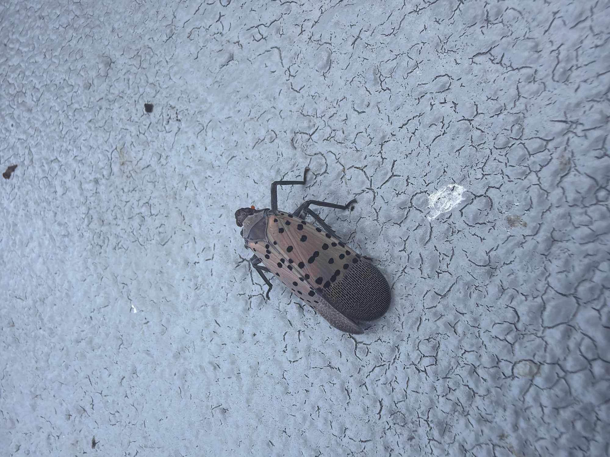A lanternfly is pictured on a light-colored, cracked surface. The insect is light brown with black spots and has large, patterned wings. The surface appears to be outdoors, possibly a sidewalk or wall, with a textured, weathered appearance. The background is out of focus, but the immediate area around the insect is sharply detailed. The image was taken in Cranbury Township, United States of America.