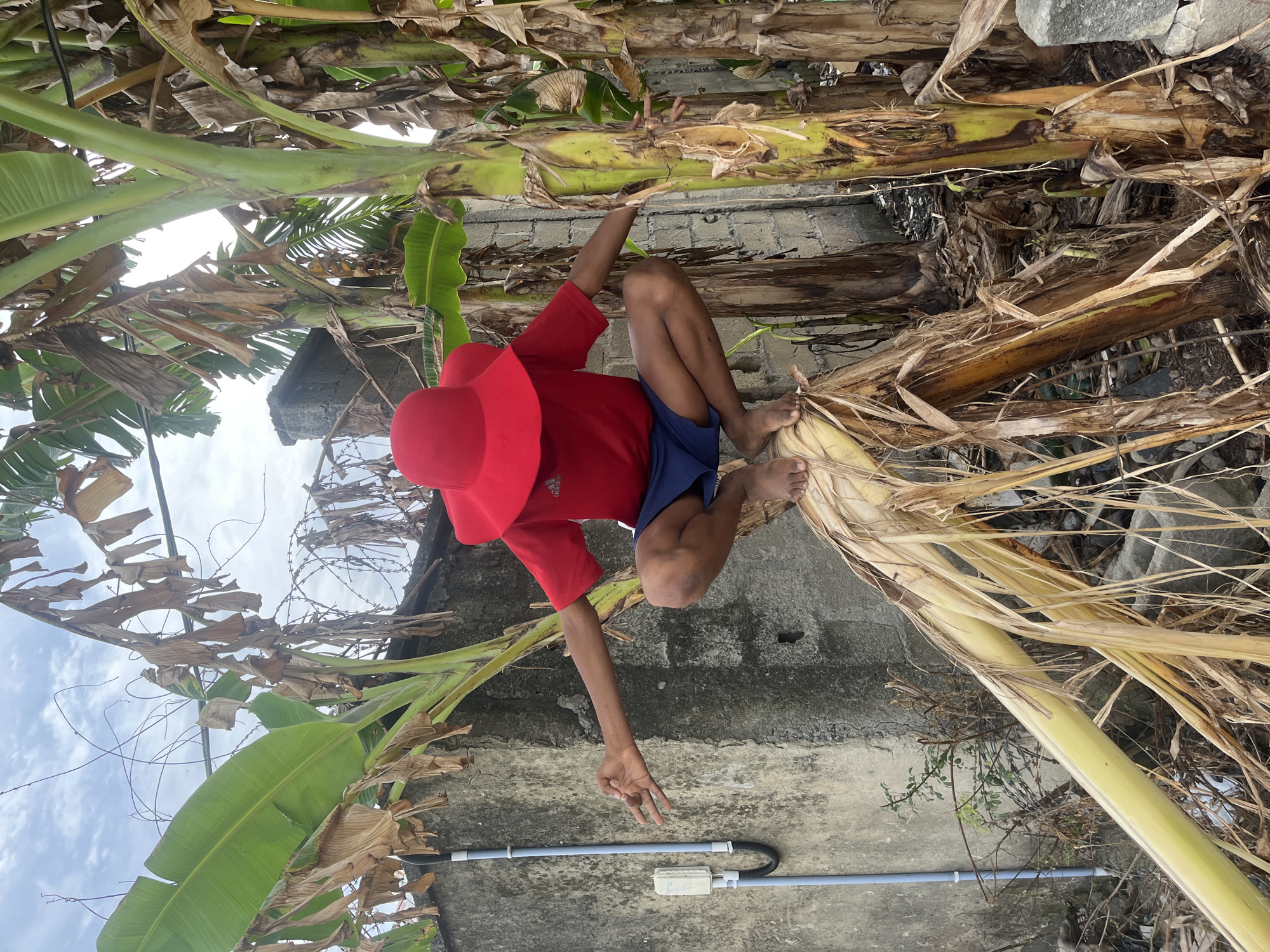 A person with dark skin is perched in a thick cluster of banana trees and their dead leaves in what appears to be the city of Iranla, Nigeria. The person is wearing a red t-shirt, navy blue shorts, and a wide-brimmed red hat. They are gripping the banana tree trunks with their hands and feet, and they are oriented upside down relative to the typical viewer perspective. One arm is extended, forming a "peace" sign with their fingers.
The background consists of a concrete wall topped with barbed wire. A white PVC pipe runs along the base of the wall. The sky is visible through the trees, with white clouds. The scene appears to be taken during the daytime.