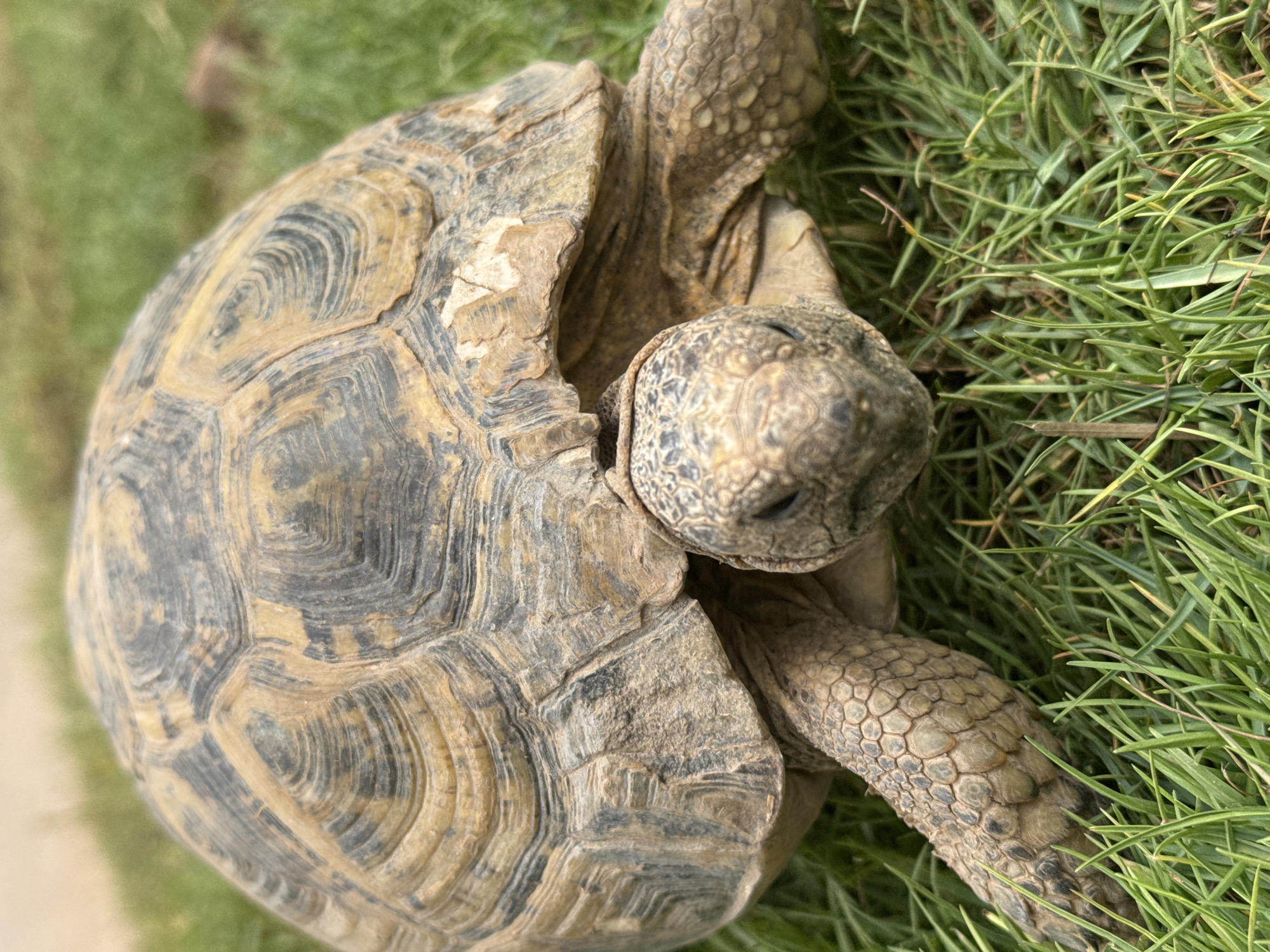 A medium-shot, high-angle view shows a tortoise nestled in green grass. The tortoise's shell is a mottled mix of tan and gray, with discernible growth rings on each scute. The tortoise's head and front leg are extended from beneath the shell. The head is covered in scales, and the leg has a textured, bumpy appearance. The grass is a bright green, appearing healthy and well-maintained. The scene does not provide definitive clues to confirm the location in Agadir, Morocco. There are no people, actions or interactions observed.