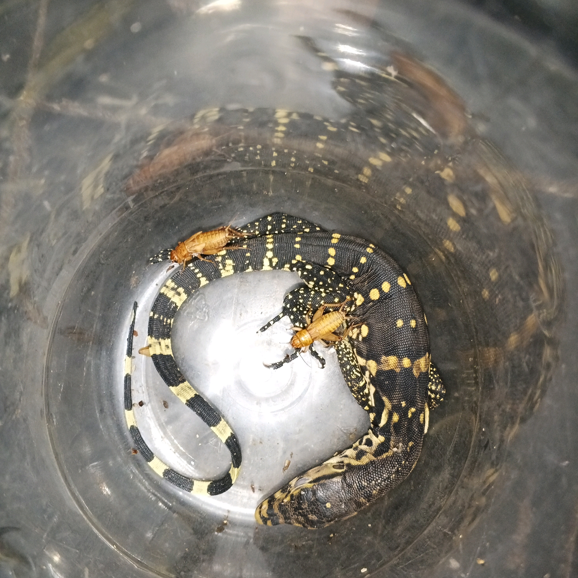 This image shows a black and yellow banded monitor lizard coiled inside a clear plastic container. Two crickets are visible, one near the lizard's head and another further up its body. The lizard's skin is textured and appears to be scaly. The container is somewhat dirty with smudges and debris. There is no information available regarding the location in Mewek, Indonesia, or any associated individuals or actions.