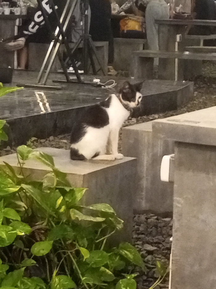 The scene, located in Pontianak, Indonesia, depicts an outdoor or semi-outdoor commercial establishment, consistent with a cafe or restaurant. A domestic short-haired cat is the central subject, predominantly black and white with a visible collar, seated upright on a light grey concrete block. The cat faces right, with its head slightly turned towards the right. In the foreground, lower left, dense green foliage is present. The ground surrounding the concrete structures is covered with dark grey gravel. To the right of the cat, another light grey concrete structure exhibits a white electrical outlet. The background contains multiple indistinct human figures. One individual is partially visible, wearing light blue jeans, positioned near a concrete bench. Another person wears a dark top with white lettering, partially obscured. Metallic stands, possibly tripods, and loose white electrical cables are visible on the ground behind the cat. Additional light grey concrete tables and benches are scattered throughout the background, indicating a communal gathering space.