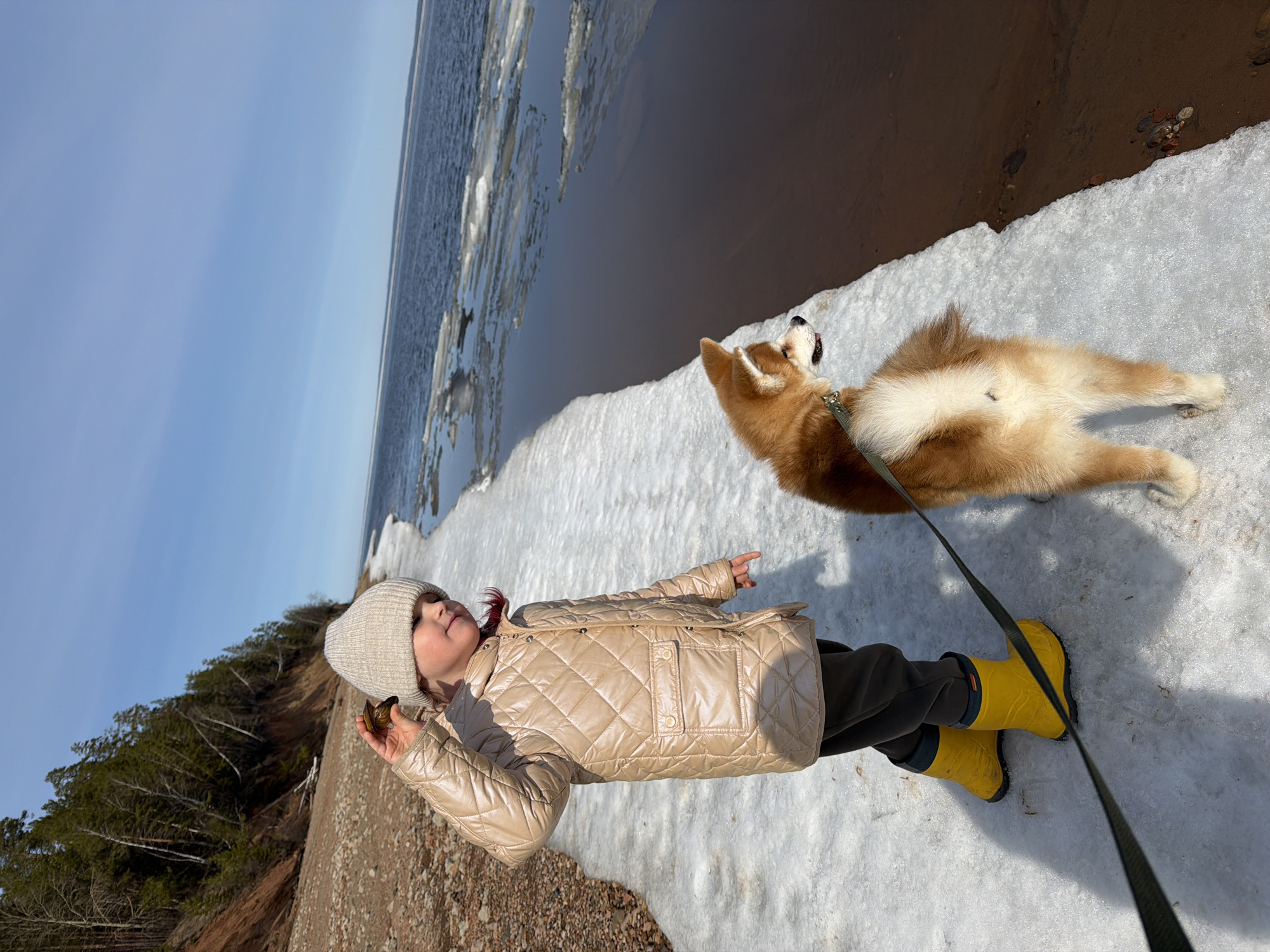 A young child and a dog are seen on a snowy and partially icy beach. The child, wearing a beige quilted jacket, grey pants, a beige beanie, and yellow rain boots, is holding a dark object in their hand and pointing towards the distance. The dog, a Shiba Inu or Akita breed, is standing on the snow next to the child, connected by a leash. The beach consists of snow and ice leading to water with ice floes. The background features trees and a clear blue sky. The location is likely in Chaikovsky, Russia, given the prevalence of similar landscapes with ice and snow during the winter months.