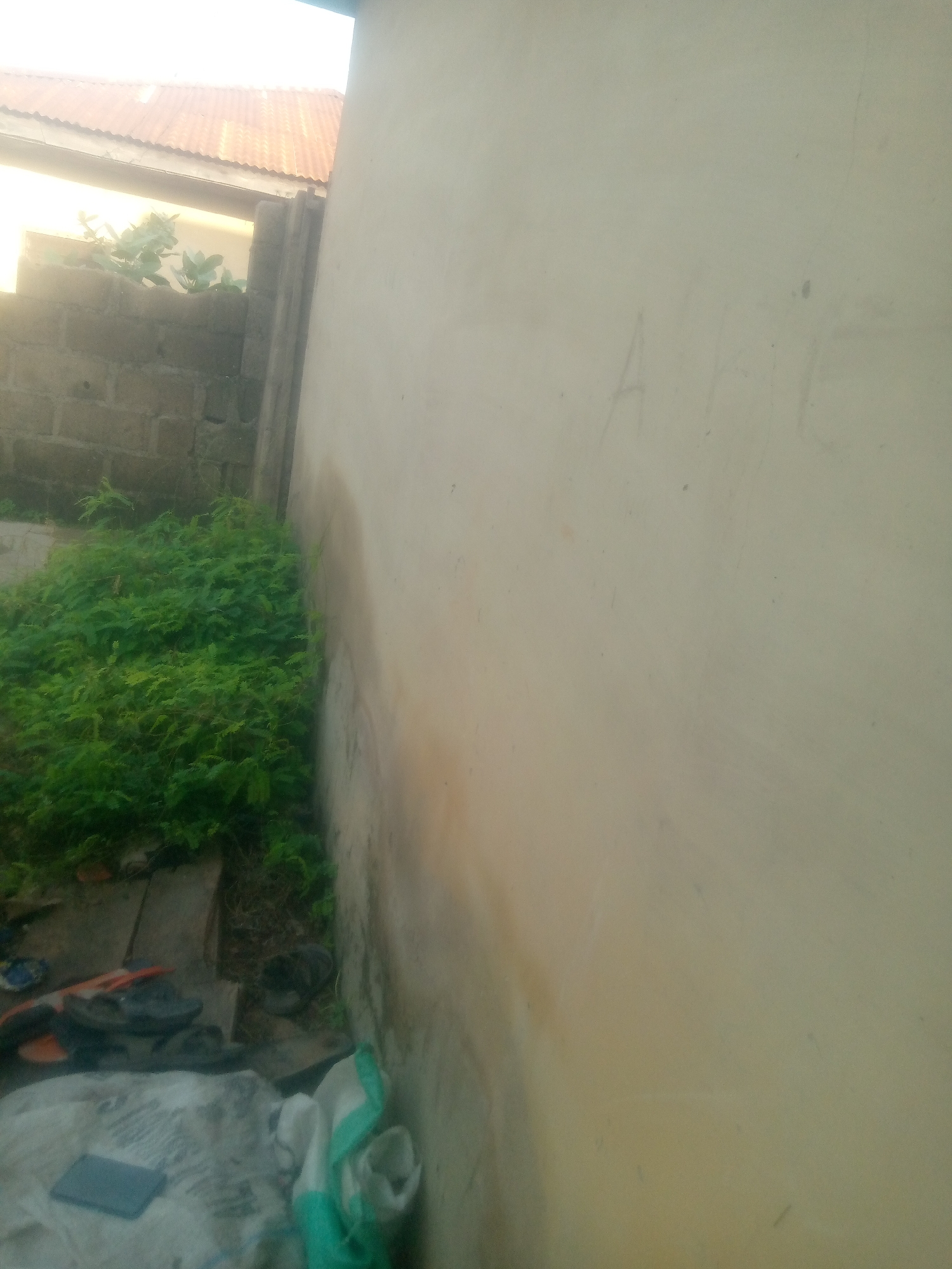 The image depicts an outdoor scene adjacent to a building with a light-colored wall. The wall has faint markings that appear to be scribbled letters. To the left of the wall, there is a dense patch of green foliage growing. Beyond the foliage, a brick wall is visible, topped with a corrugated metal roof. In the foreground, a collection of objects is scattered on the ground, including what appears to be shoes, a bag, and a flat, dark object resembling a tablet. The overall environment suggests an unkempt outdoor space.