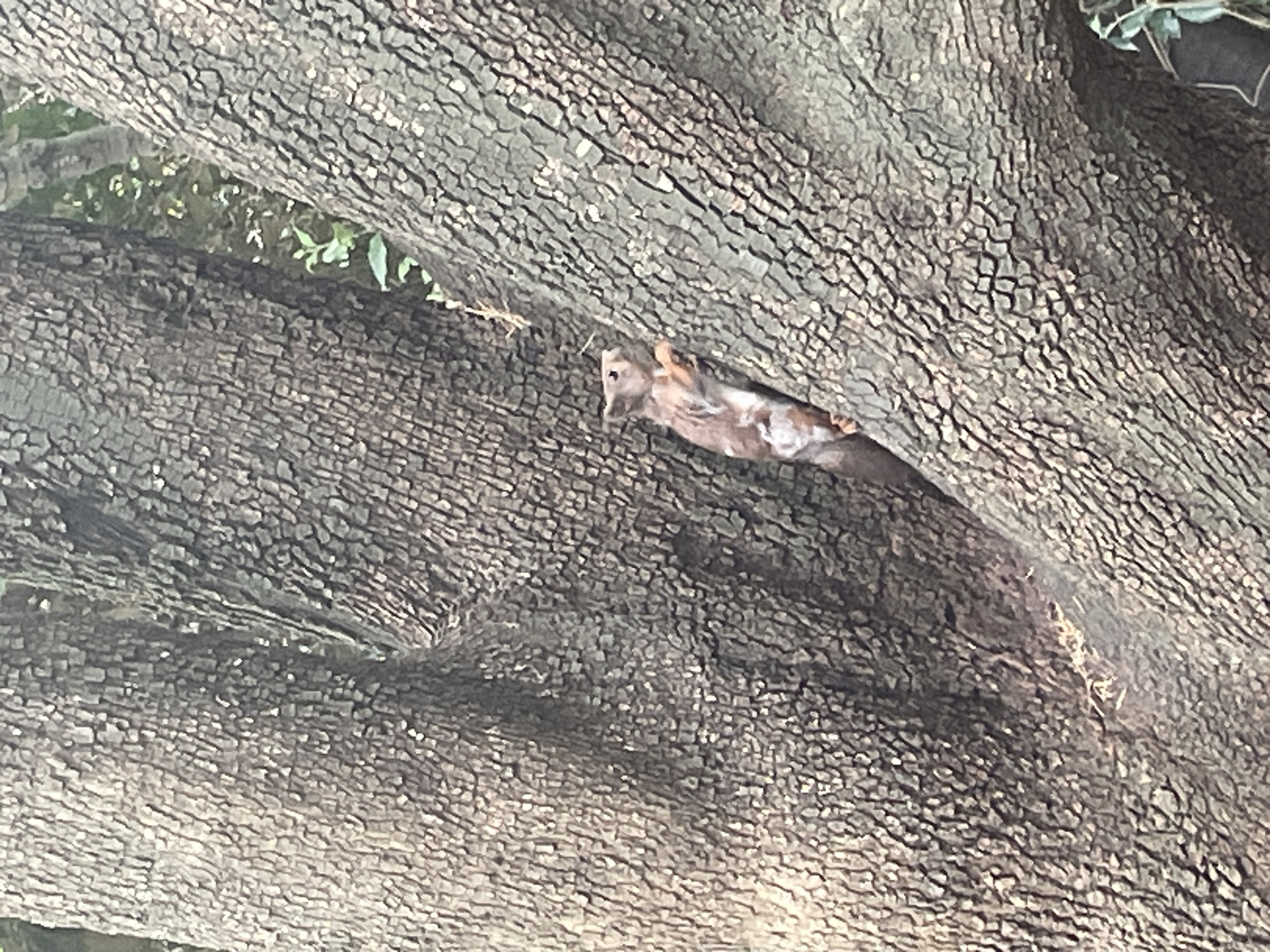 A red squirrel is climbing on the textured bark of a large tree in Sochi, Russia. The squirrel is positioned vertically, facing upwards, with its front paws gripping the bark. Its fur is reddish-brown with lighter patches on its belly and chest. The tree has a rough, deeply grooved bark. In the background, out of focus, are green leaves and foliage.