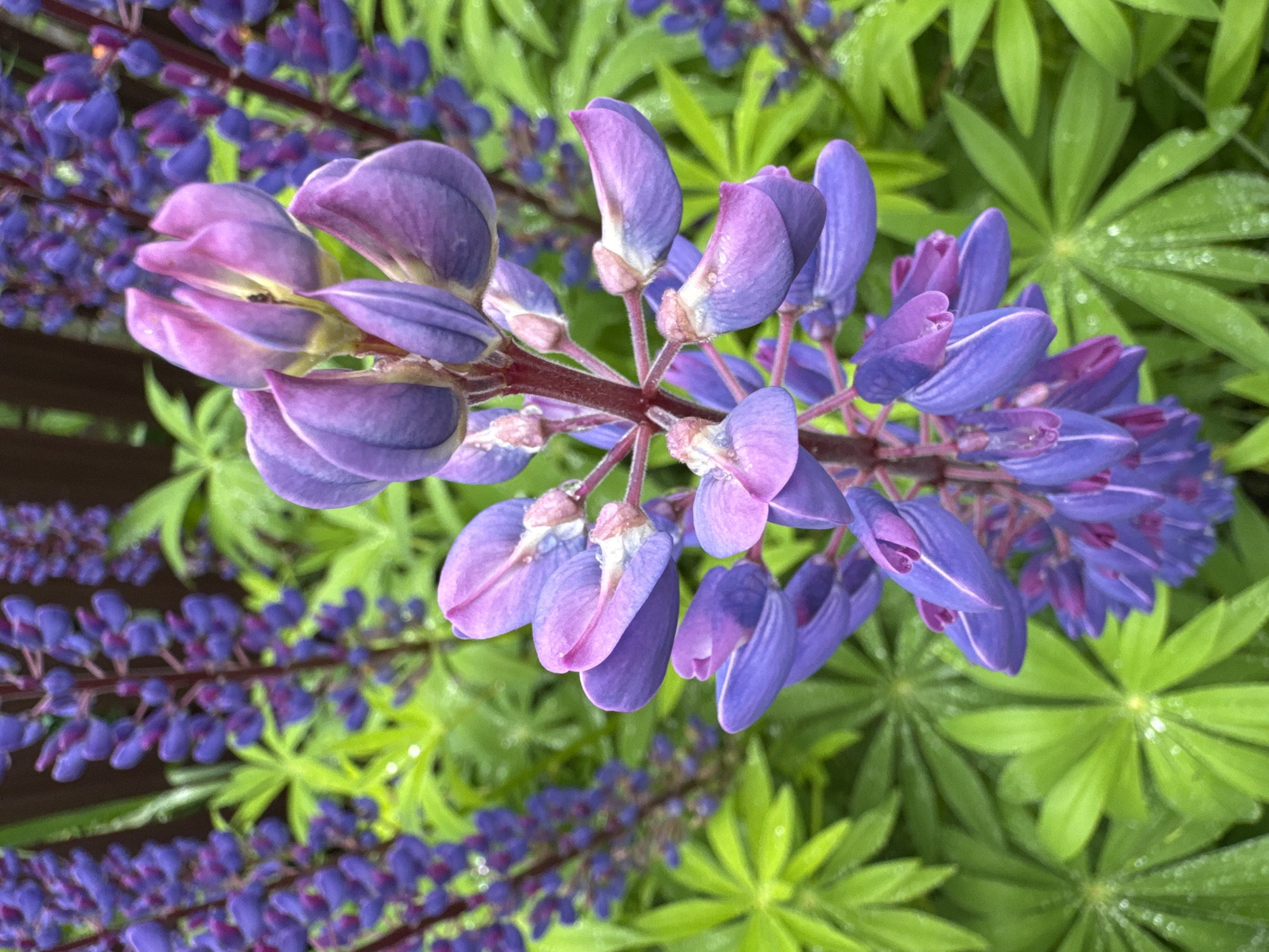 A close-up, top-down view captures a cluster of vibrant purple lupine flowers with some buds still closed and others partially open. The flowers are arranged on a central stem, which appears reddish-brown. Some of the petals exhibit a gradient from deep purple to a lighter, almost pinkish-purple hue. Droplets of water are visible on some of the petals, suggesting recent rain or dew.
Behind the main flower cluster, out-of-focus background elements include more purple lupine flowers on separate stalks, as well as bright green lupine leaves. The leaves are palmately compound, with multiple leaflets radiating from a central point. The overall impression is one of lush, natural growth, likely in a garden or wild setting. The lighting suggests it could be daytime, possibly overcast or shortly after rain due to the water droplets. There is no visible text in the image. The scene is set in Steklyannyi, Russia, consistent with the presence of lupines which are common in temperate climates.