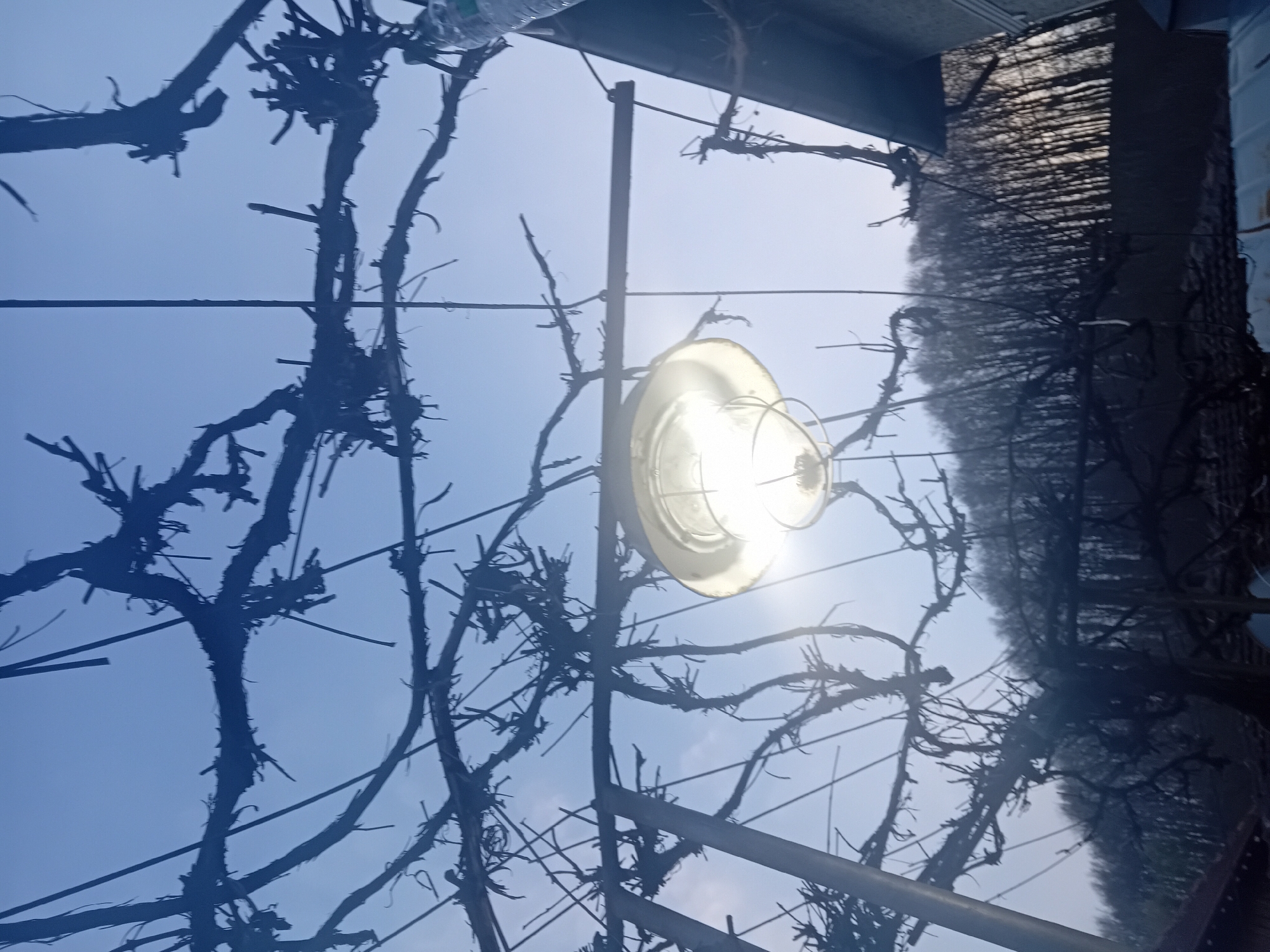 The image, taken in an unknown location, shows a scene with a combination of natural and constructed elements. Bare branches and a bright, saucer-shaped light fixture dominate the foreground against a blue sky. There's a bottle visible above the branches. A portion of a building or structure is at the top of the frame, and a blurry line of trees or foliage extends into the distance. The image is rotated clockwise.