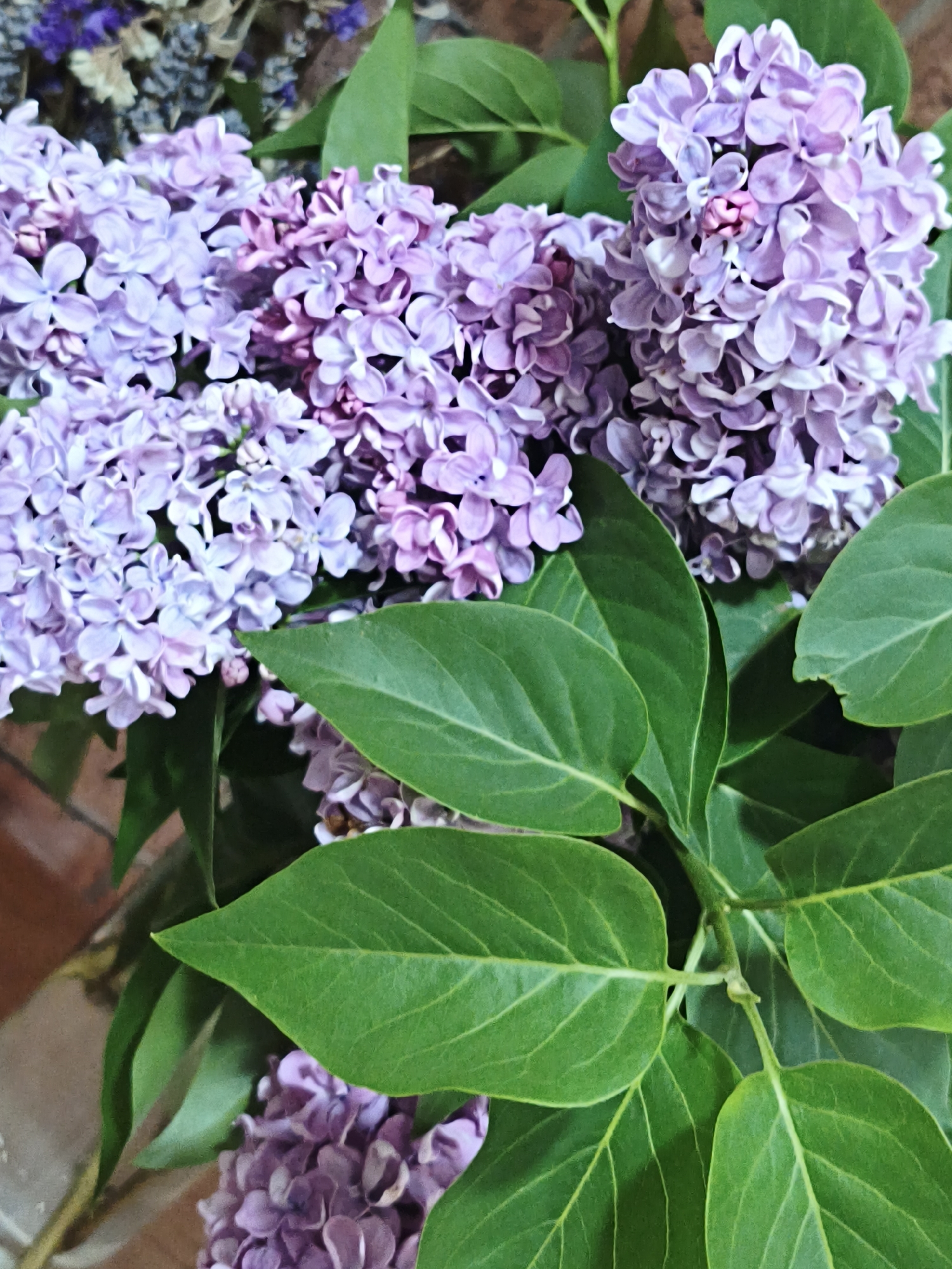 The image shows a close-up of purple lilac flowers and green leaves. The flowers are densely packed, with individual petals visible. The leaves are broad and oval-shaped. The composition is focused on the flowers and foliage, with a shallow depth of field. No people are present. There is no information to suggest that the photo was taken in Sevastopol, Ukraine.