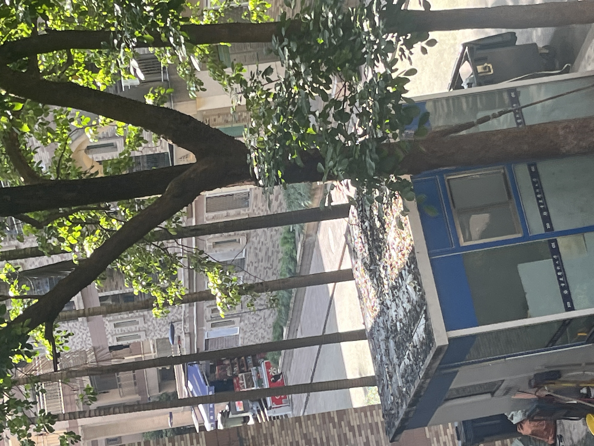 A daytime, medium shot captures a small, weathered, blue and white security booth in the foreground, its roof covered in debris. To the left of the booth is a dark-colored trash bin, partially obscured by a red bag and cleaning supplies. Behind the booth, a tree trunk leans diagonally, its branches laden with green leaves, casting shadows. The middle ground reveals a paved walkway lined with small green bushes. Further back, a strip of shops with blue awnings and displays of goods are visible, and behind them, apartment buildings with light-colored facades and windows stand under a bright sky. Several tall, slender trees with sparse foliage are interspersed between the buildings and the walkway. The scene is set outdoors, likely within a residential or commercial area in Yuzhong District, China.