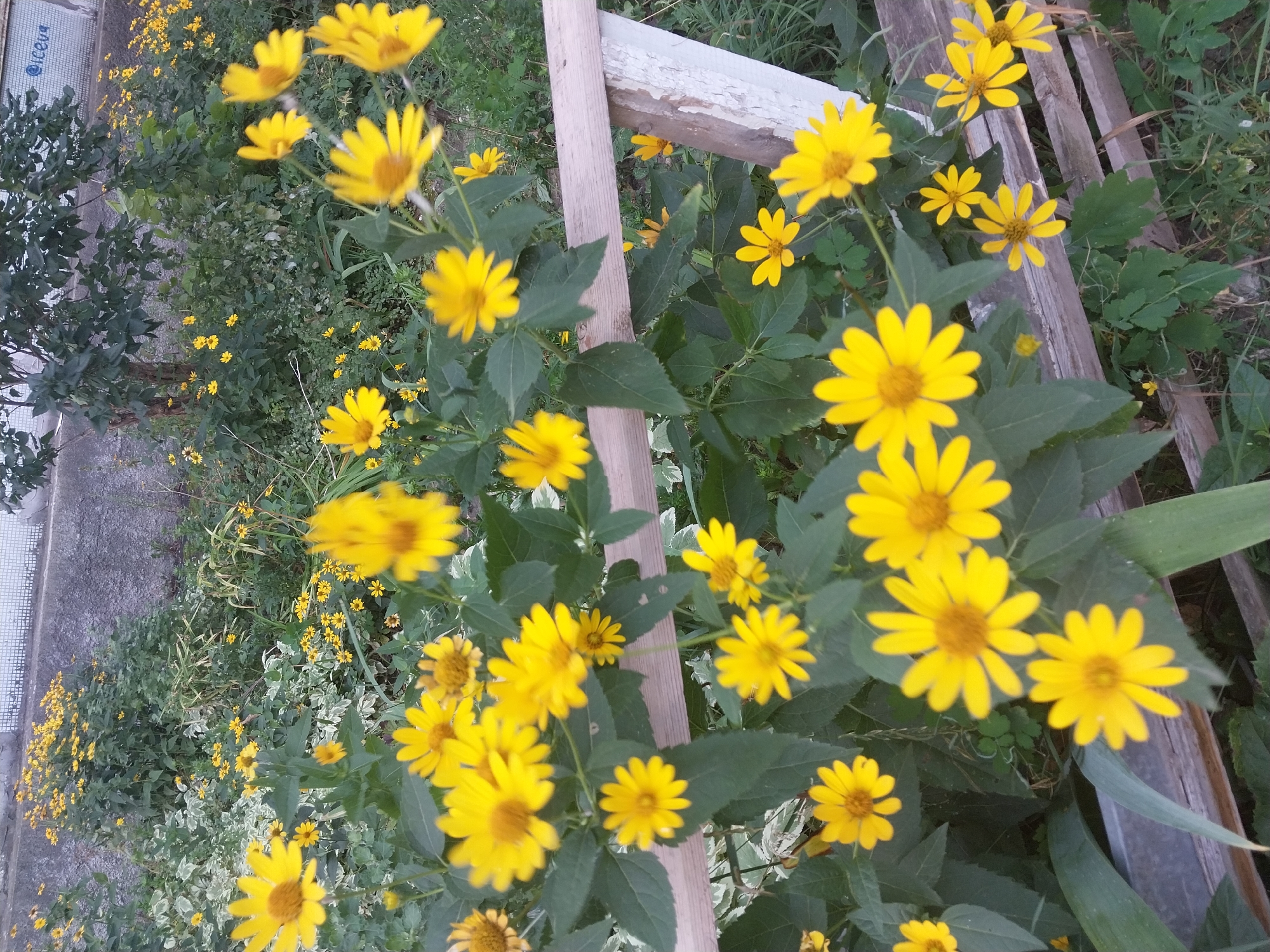 The image shows a dense patch of bright yellow flowers in an urban setting. The flowers, which appear to be daisies or sunflowers, are in full bloom and cover the foreground and midground. Some of the flowers are in focus, while others are blurred, suggesting a shallow depth of field. The background is a mix of green foliage, a grey concrete wall, and a hint of a building with graffiti on it. A weathered wooden fence runs horizontally across the midground, partially obscuring some of the flowers. The overall scene suggests a neglected urban green space or a garden bed in a residential area. Based on the graffiti visible on the wall in the upper right, which appears to be "ICEV," and considering the style of the surrounding architecture, the location is likely in the city of Dnipro, Ukraine. There are no people visible in the image.