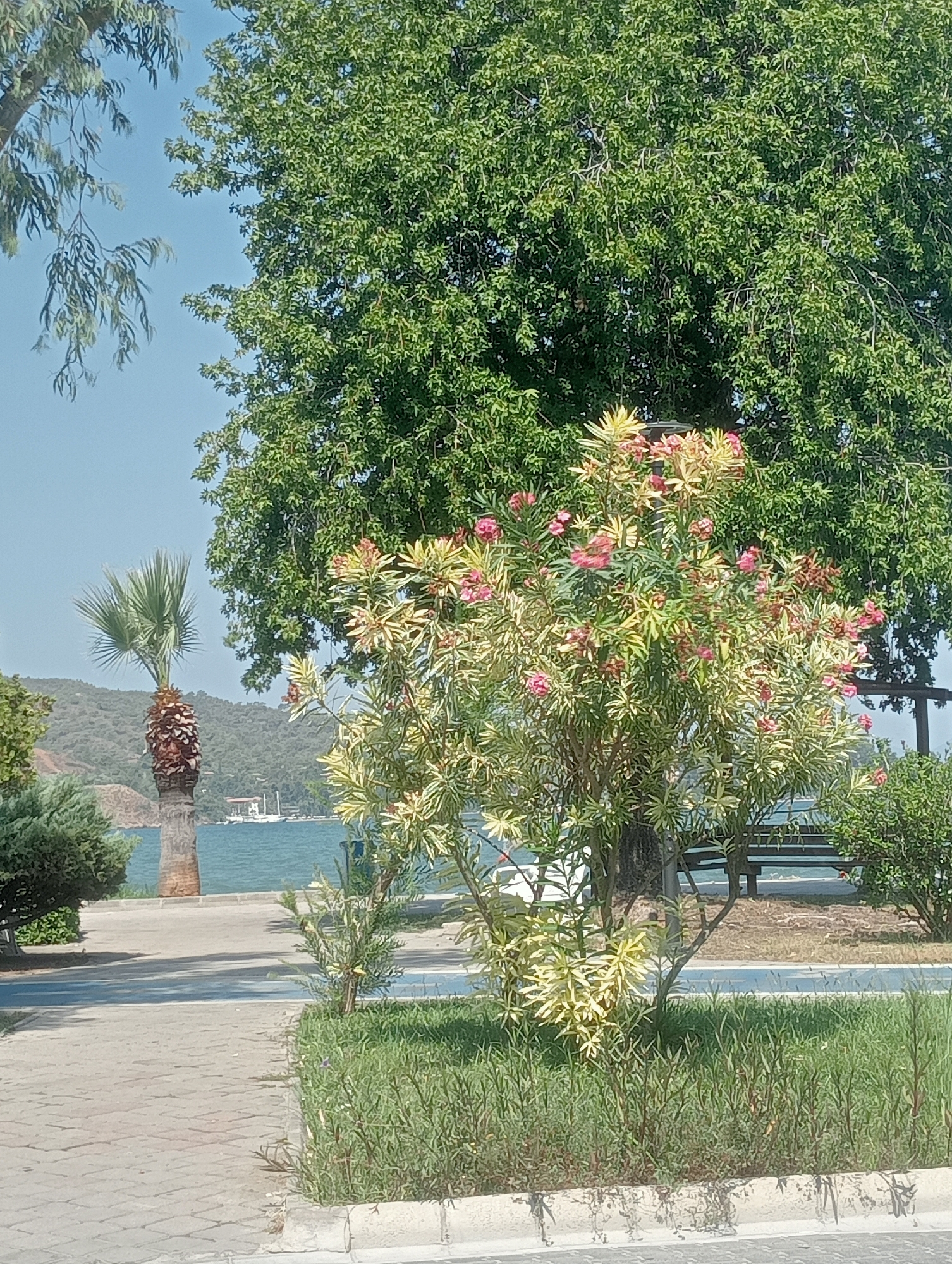 The image depicts a serene waterside scene likely in Fethiye, Turkey, characterized by lush greenery and a calm body of water. In the foreground, a paved walkway transitions to a grassy area with a flowering bush featuring pink blossoms and variegated leaves. Behind this, a tall palm tree stands to the left, its trunk textured and topped with a fan of green fronds.
The background reveals a tranquil bay with a few boats visible on the water, suggesting a harbor or a leisurely coastal area. Gentle, tree-covered hills form the backdrop, bathed in clear, bright daylight under a blue sky. The overall impression is one of natural beauty and a peaceful environment, possibly a park or promenade along the Fethiye coastline.