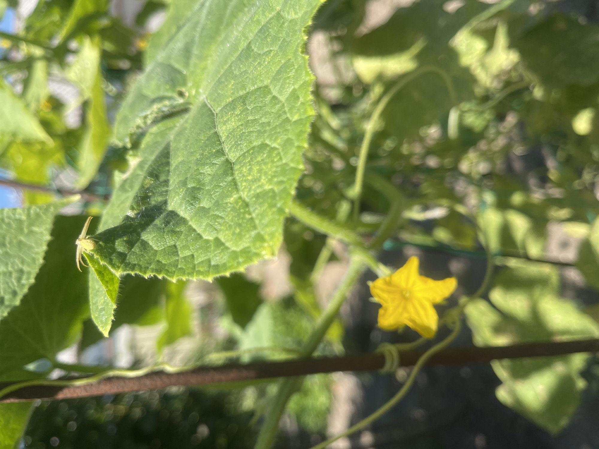 This is a close-up, outdoor photograph of a cucumber plant. A small, pale yellow spider with long legs is perched on the edge of a large, textured green leaf. Below the leaf, a bright yellow cucumber flower with five petals is in focus. The plant is supported by a dark brown stake, to which a green vine is loosely tied. The background is blurred, showing more green foliage and hints of sunlight, suggesting a garden setting. The image does not contain any information or context related to Primorsko-Akhtarsk, Russia.