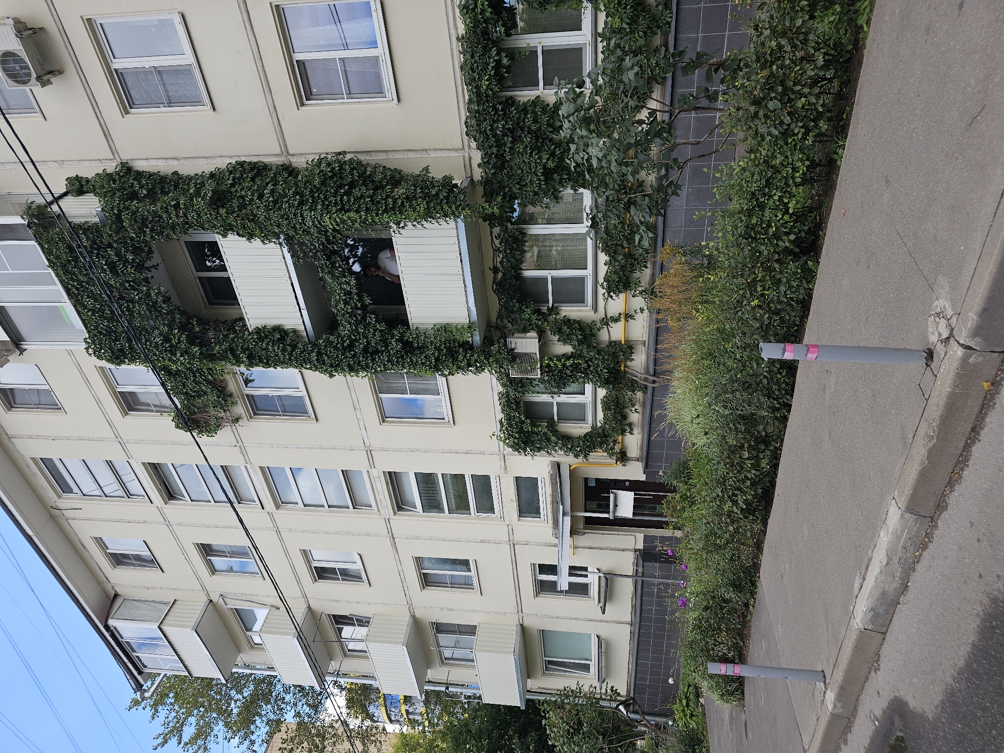 A low-angle exterior, full shot, captures a multistory apartment building in Moscow, Russia, from its sidewalk. The building's facade is a pale yellow, featuring numerous windows and balconies. Lush green ivy aggressively covers sections of the building, particularly cascading over balconies and around windows, creating a striking organic contrast with the man-made structure. A person, seen from the chest up, is visible on one of the balconies, standing near a window. Below the building, a dense line of green bushes and ornamental plants forms a natural barrier along the sidewalk. The sidewalk itself is paved with gray concrete, bordered by a concrete curb, and a gray bollard with pink stripes is positioned near the curb. Power lines are visible against the blue sky at the top of the image.